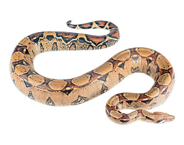 Adult female Boa constrictor