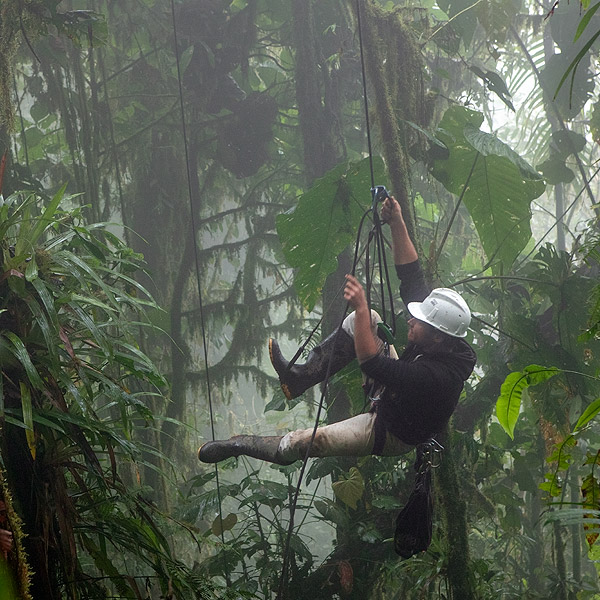 Image of a biologist climbing the canopy