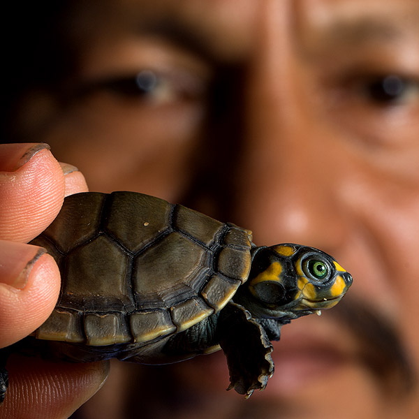Image of a person holding a turtle hatchling