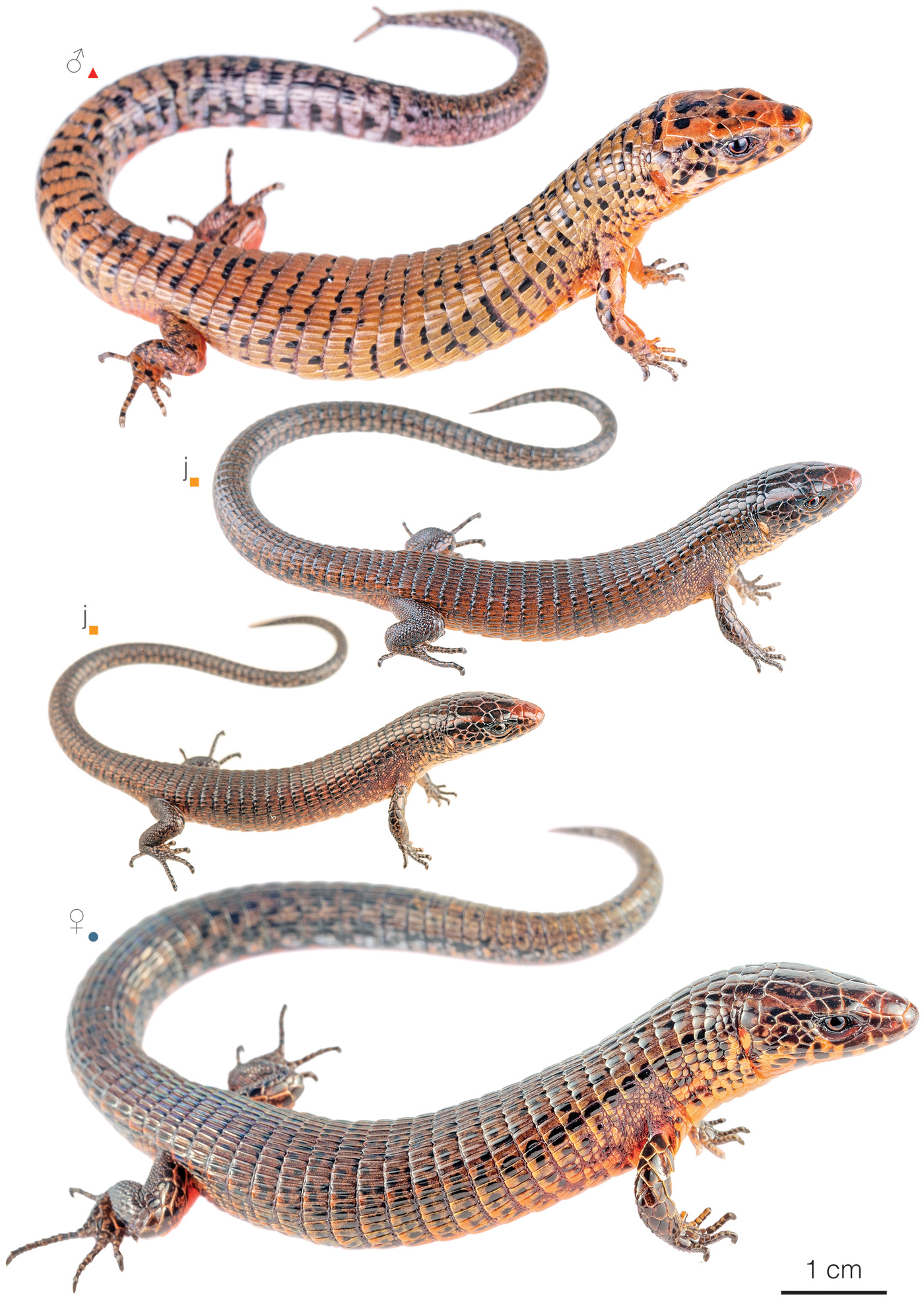 Figure showing variation among individuals of Alopoglossus brevifrontalis