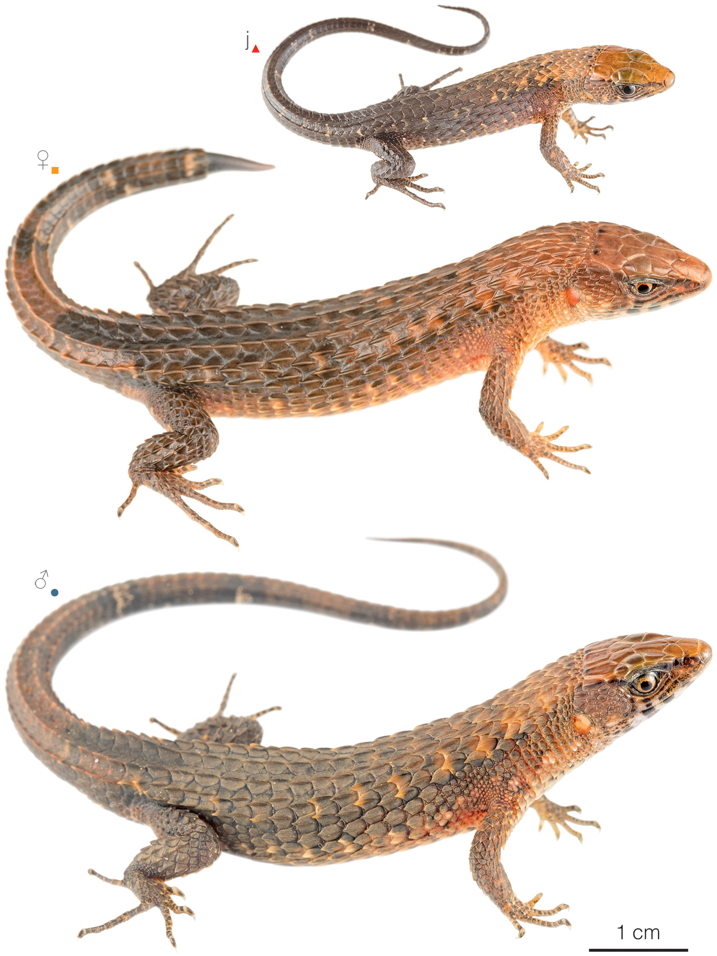 Figure showing variation among individuals of Alopoglossus copii