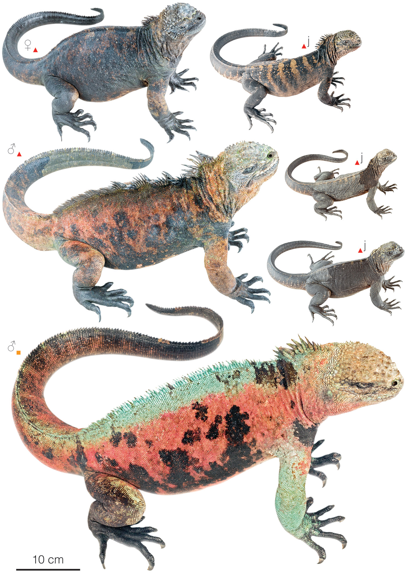 Figure showing variation among individuals of Amblyrhynchus cristatus