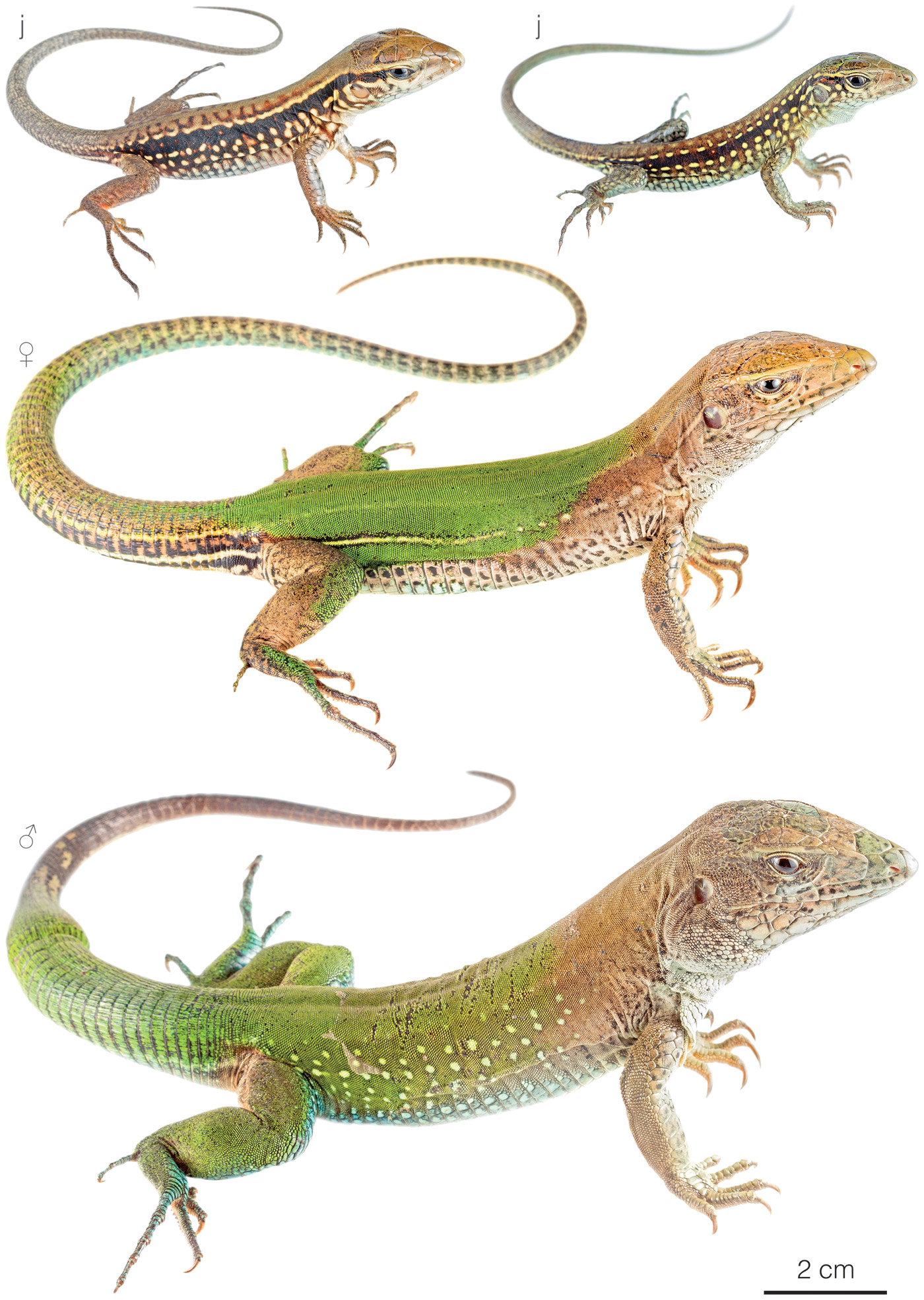 Figure showing variation among individuals of Ameiva ameiva