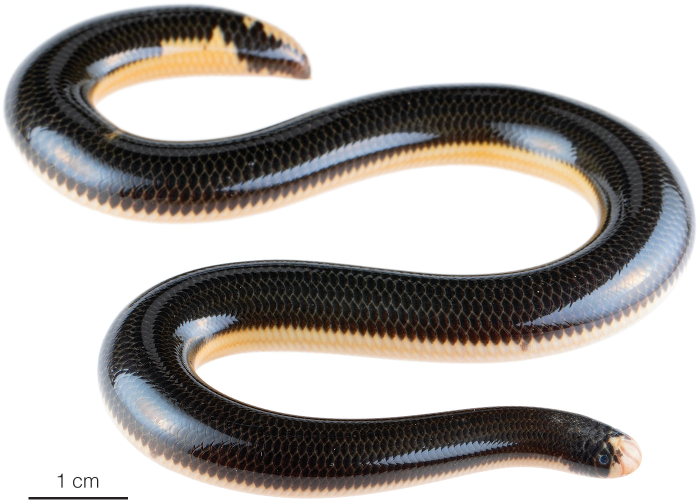 Figure showing an adult individual of Amerotyphlops reticulatus