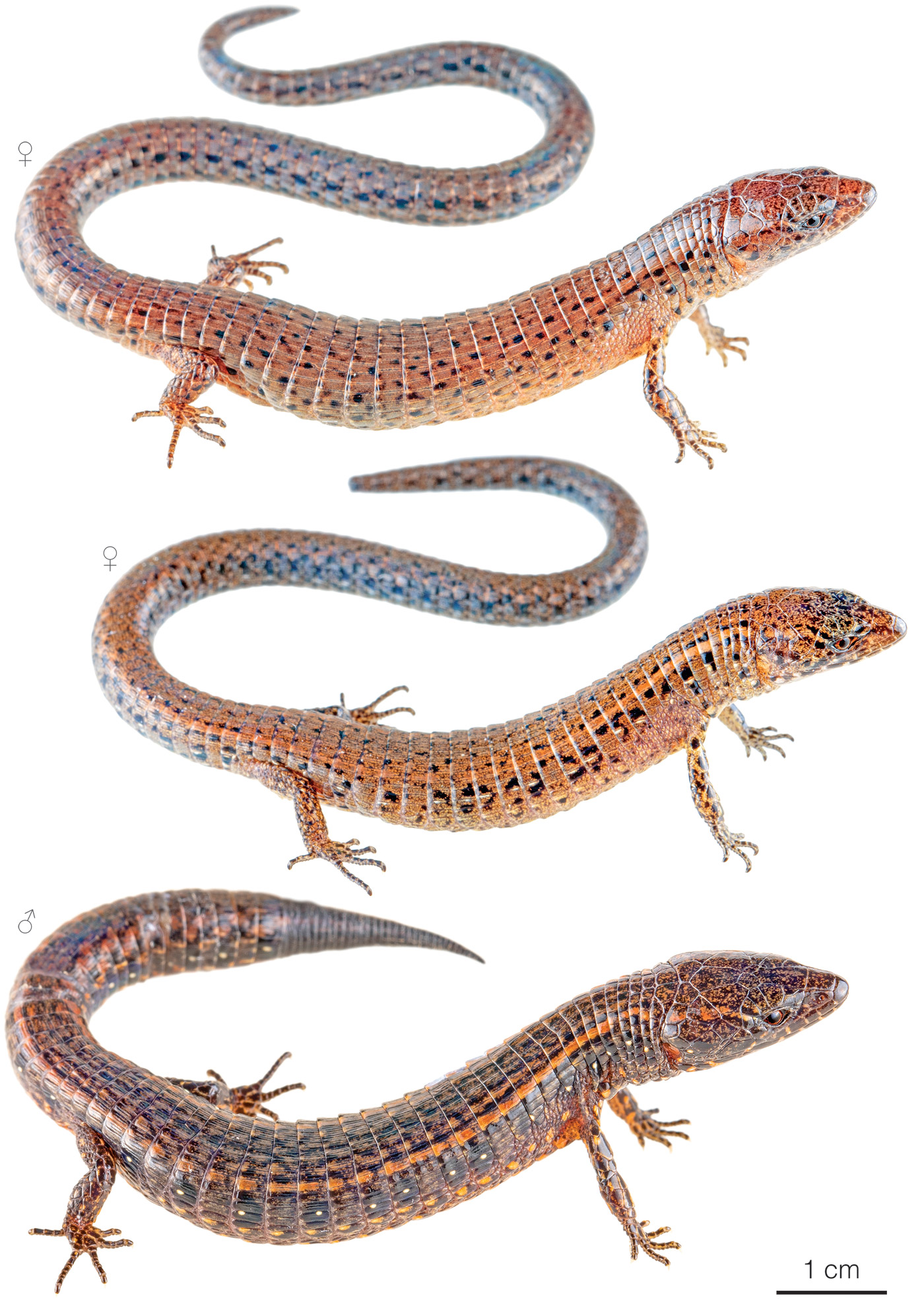 Figure showing variation among individuals of Andinosaura aurea