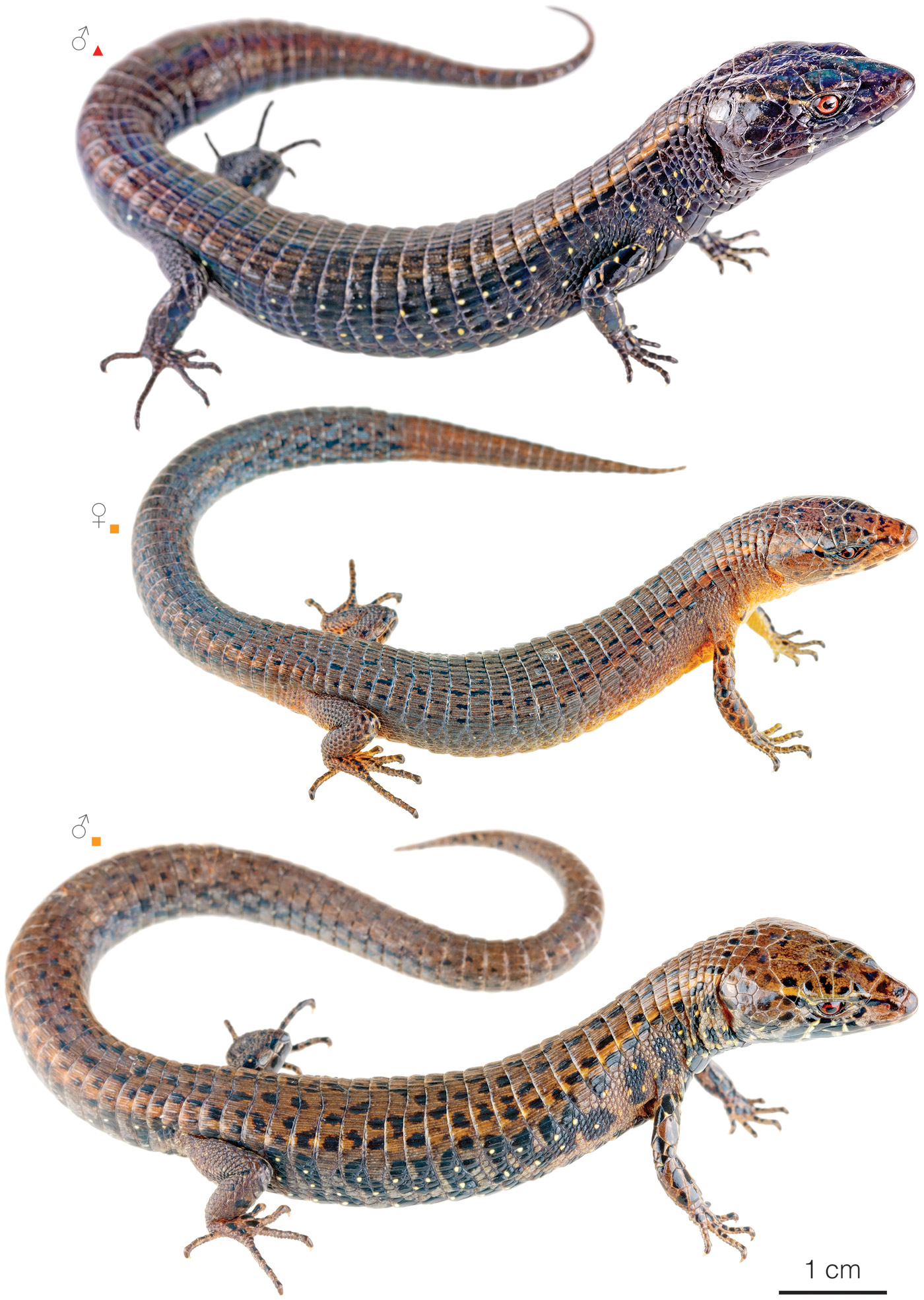 Figure showing variation among individuals of Andinosaura crypta