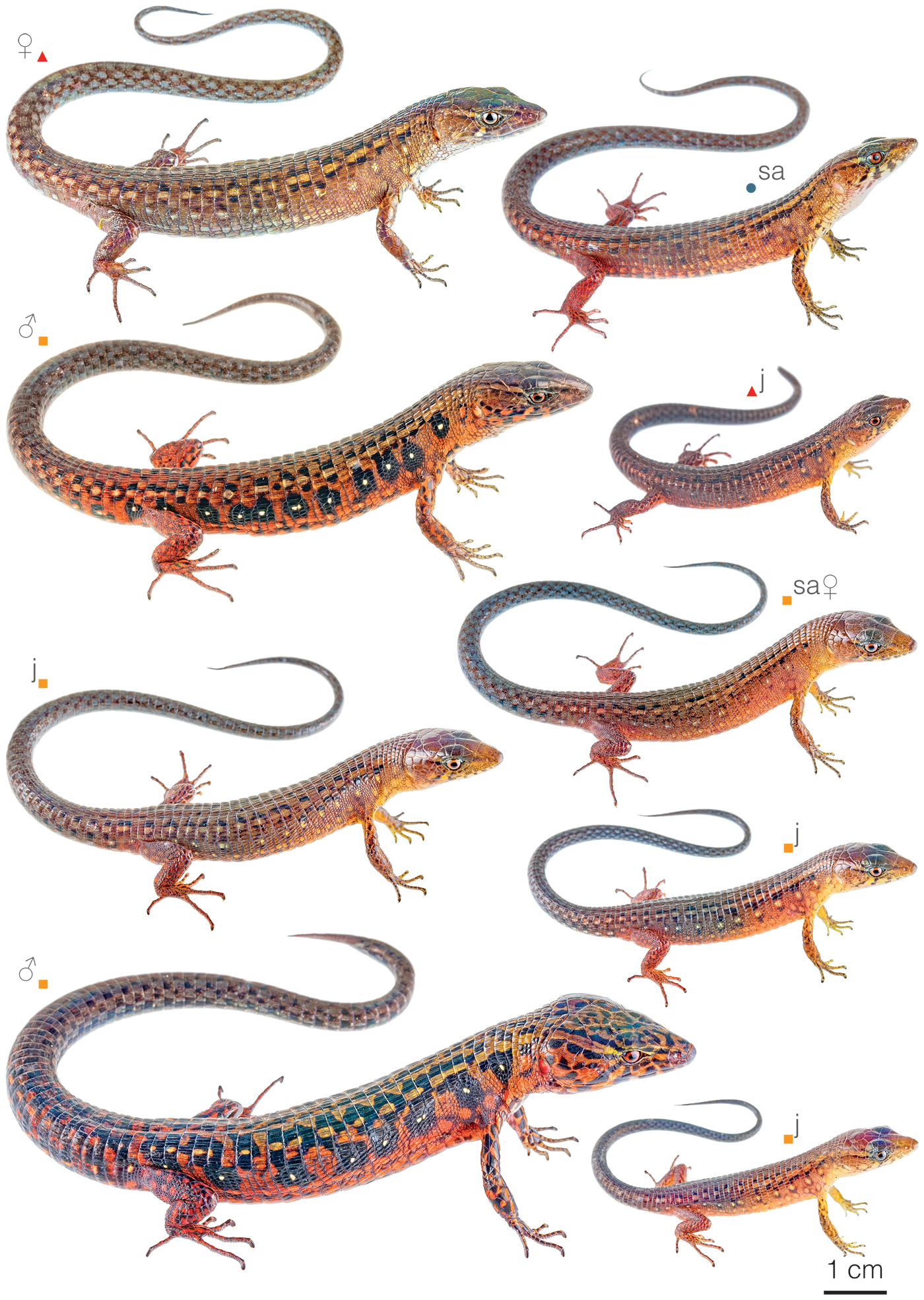 Figure showing variation among individuals of Andinosaura oculata