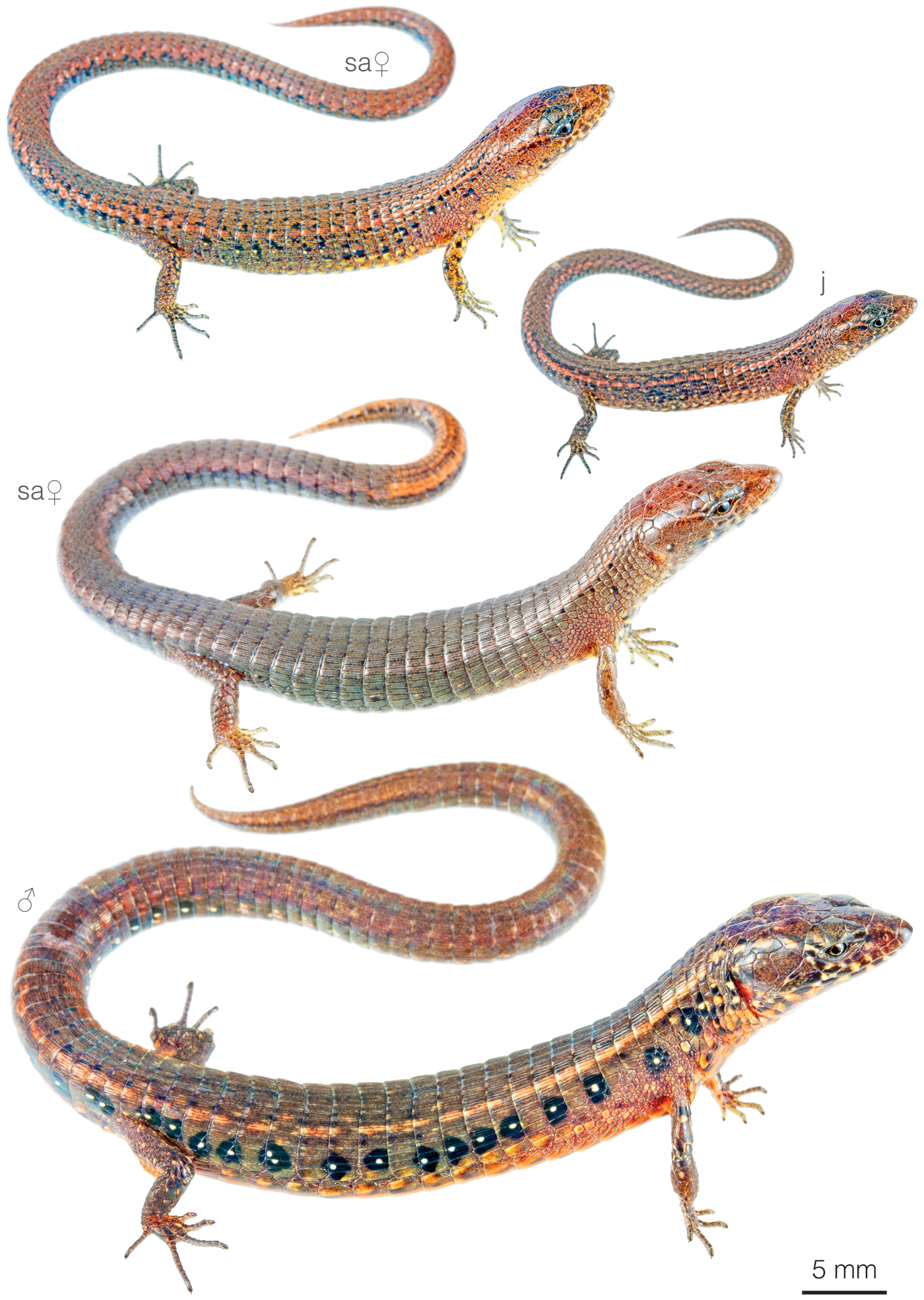 Variation among individuals of Andinosaura vespertina