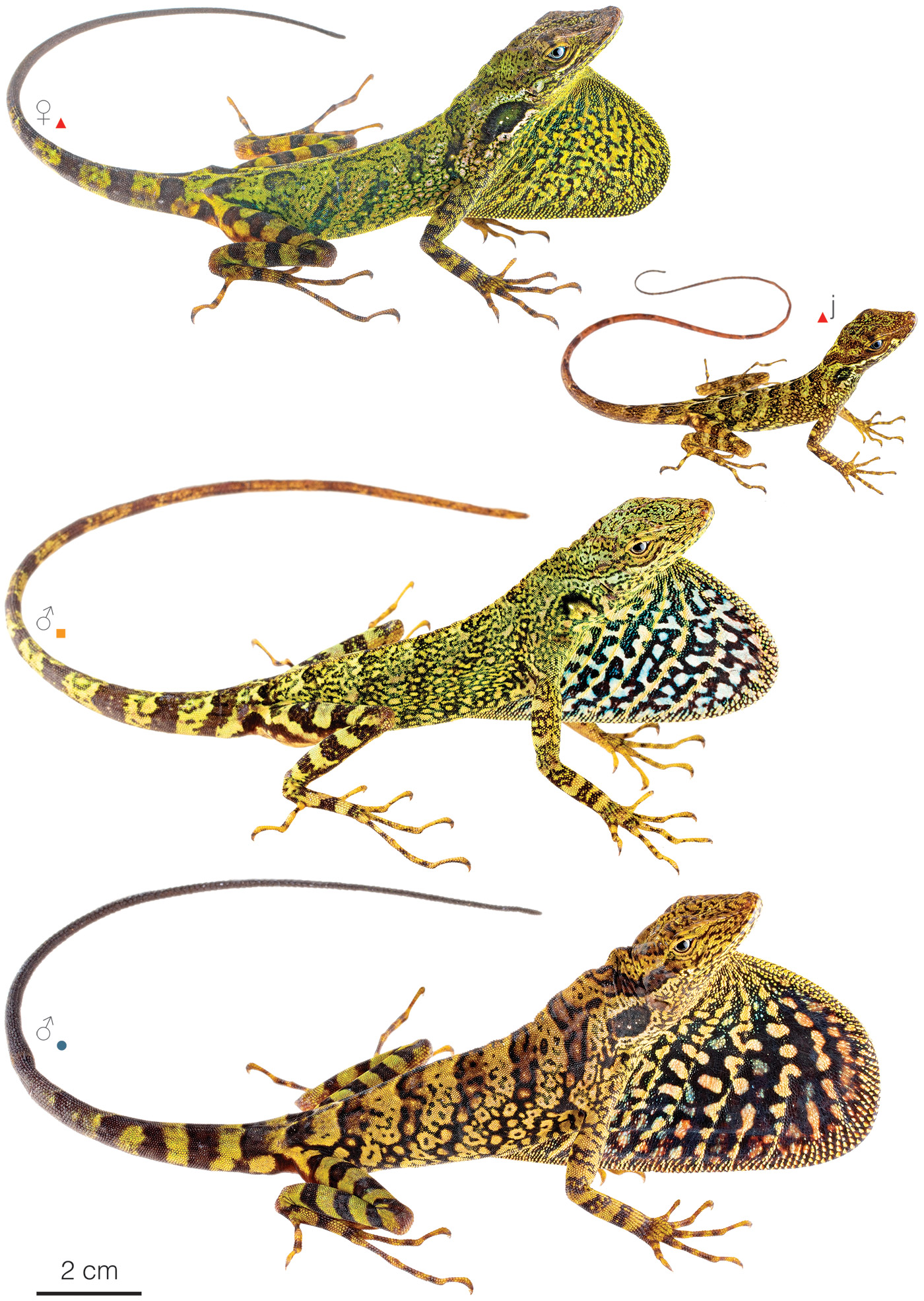 Figure showing variation among individuals of Anolis aequatorialis