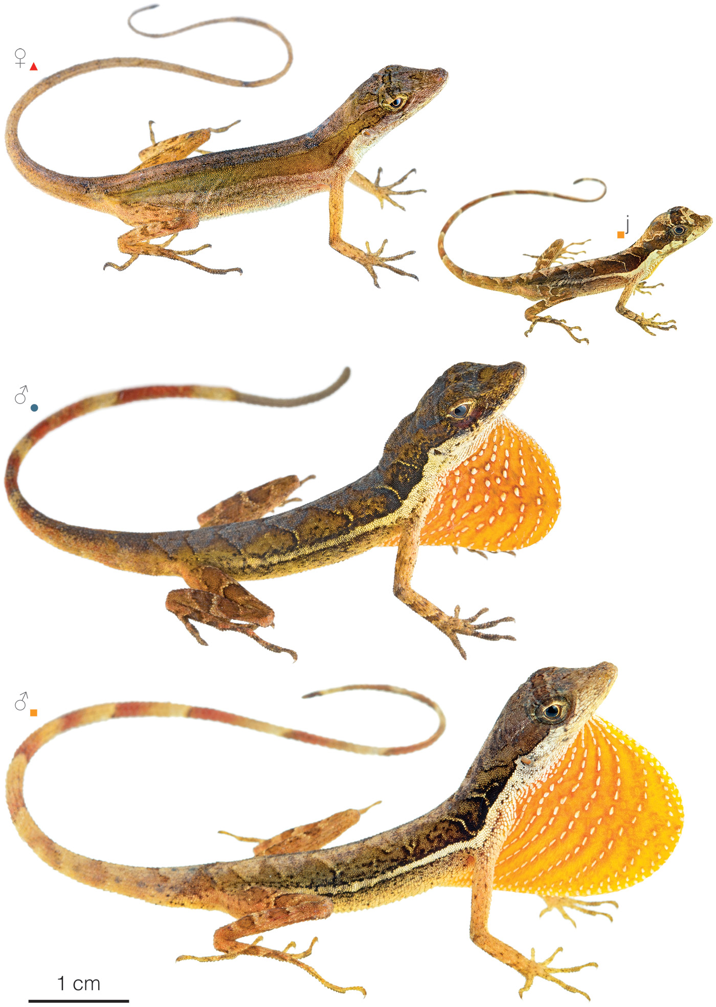 Figure showing variation among individuals of Anolis binotatus