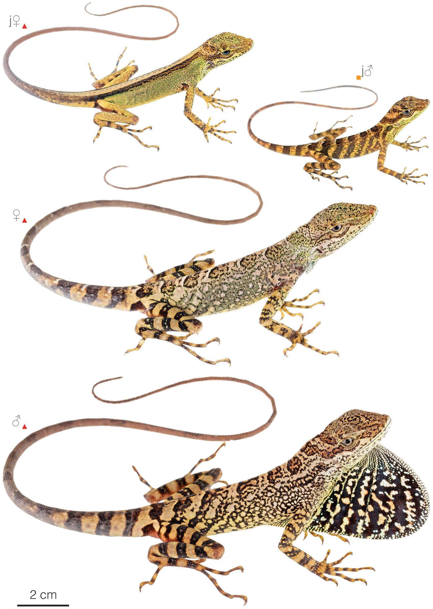 Figure showing variation among individuals of Anolis dracula