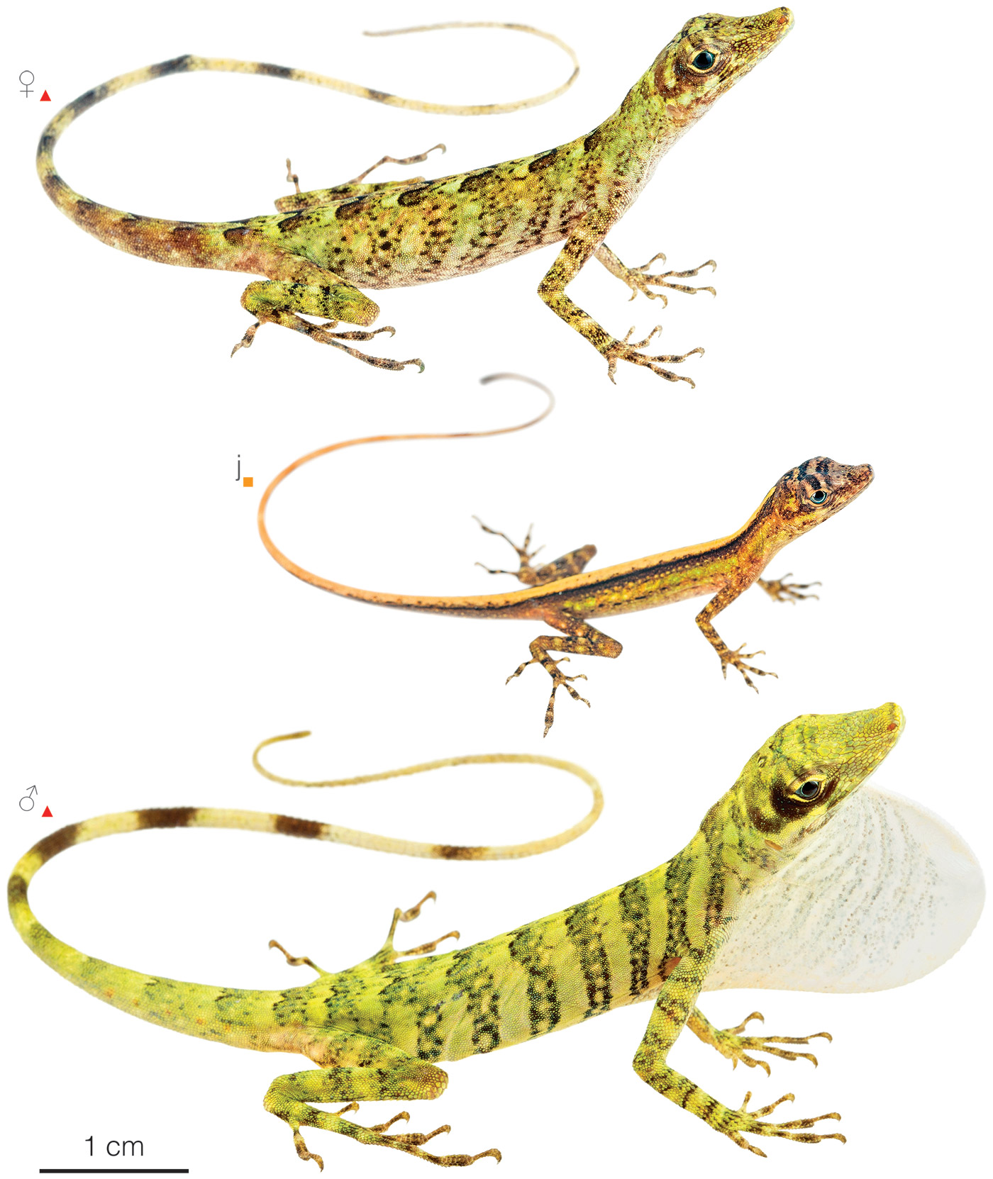 Figure showing variation among individuals of Anolis fasciatus