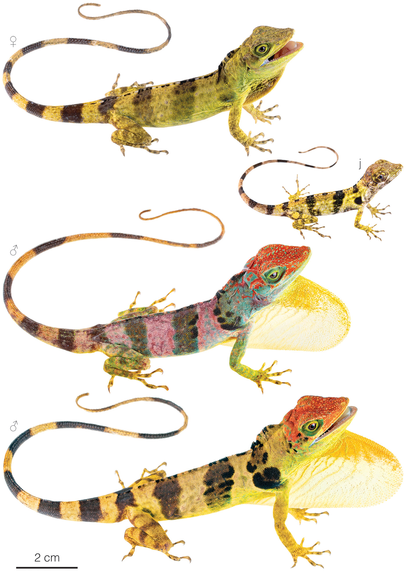 Figure showing variation among individuals of Anolis fraseri