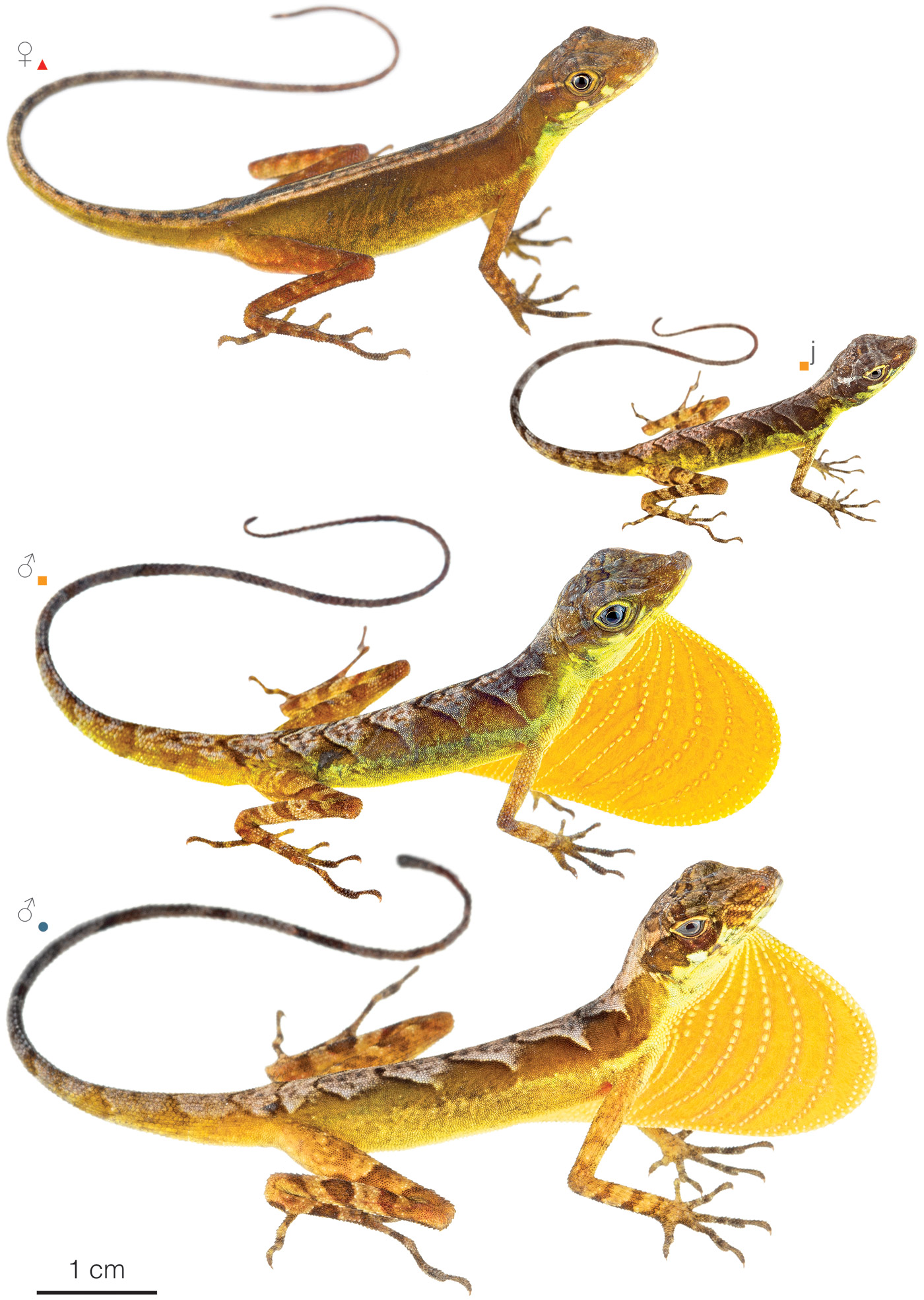 Figure showing variation among individuals of Anolis gracilipes