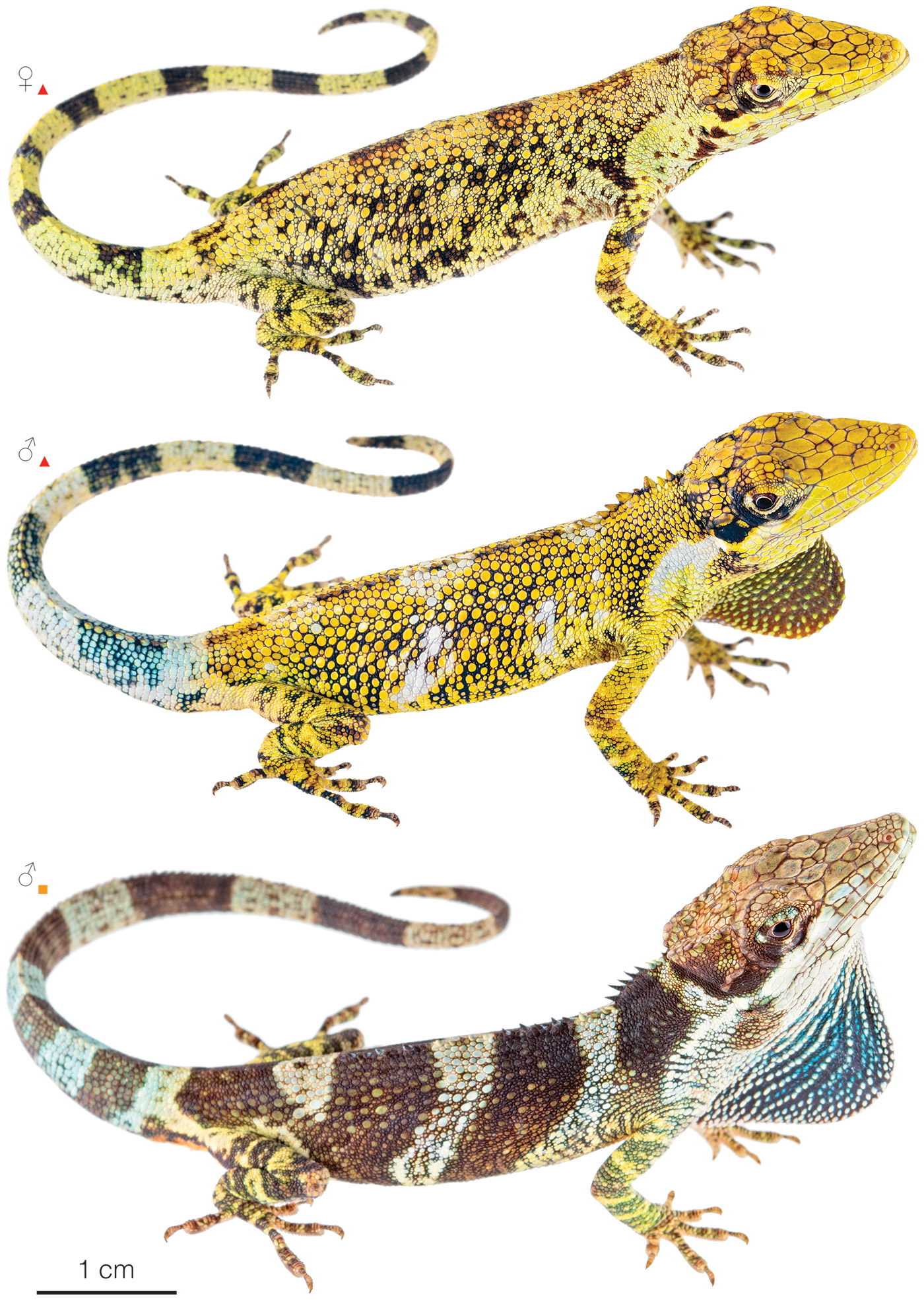 Figure showing variation among individuals of Anolis heterodermus