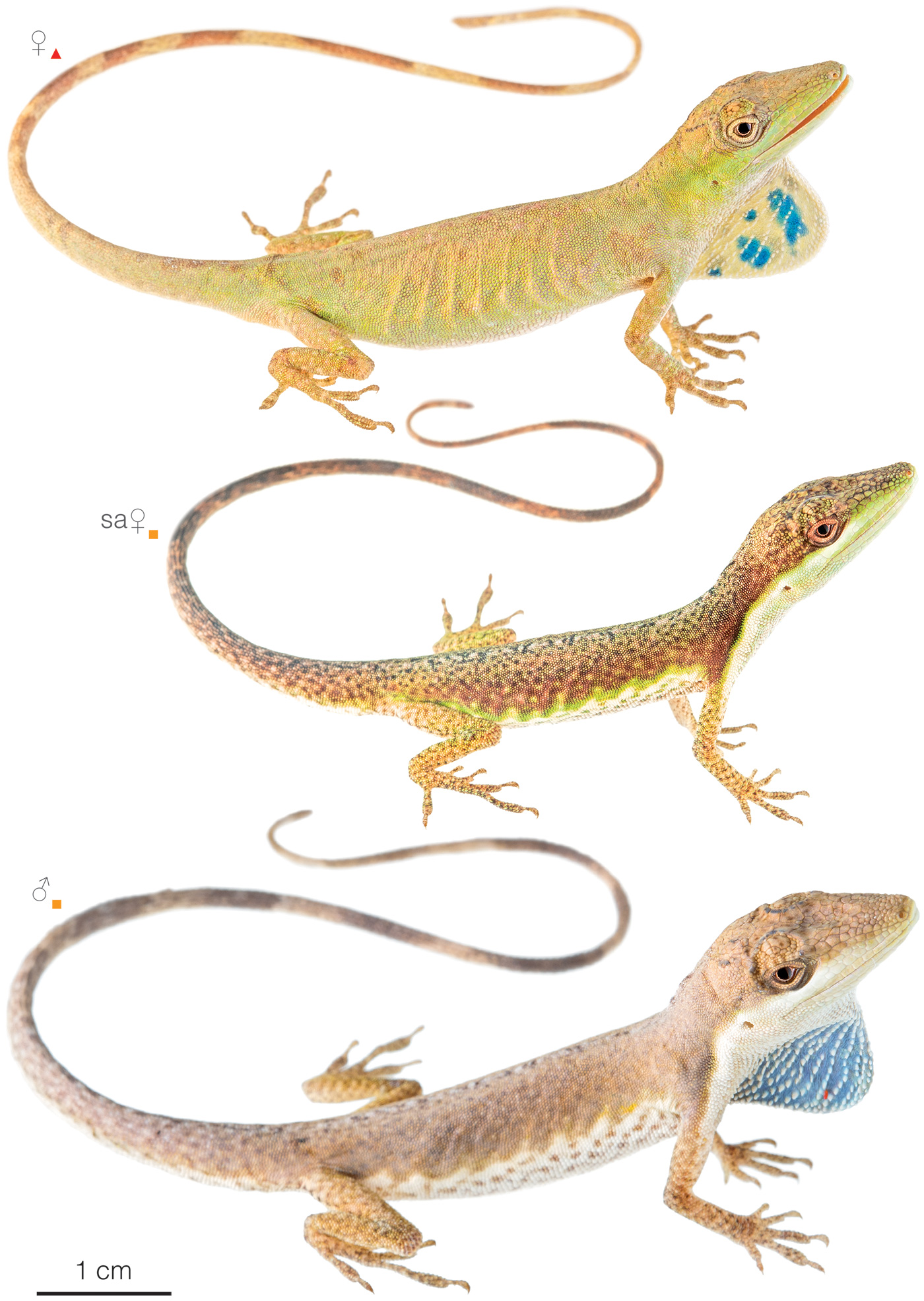 Figure showing variation among individuals of Anolis hyacinthogularis