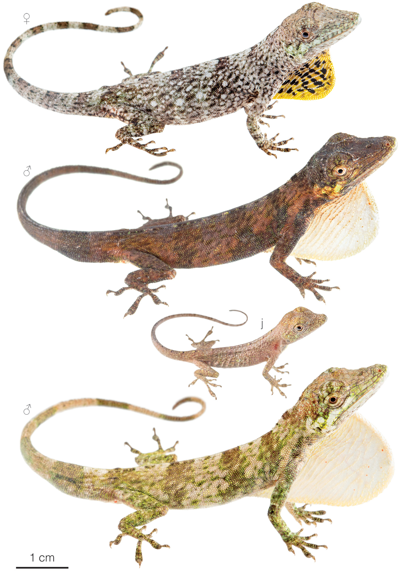 Figure showing variation among individuals of Anolis lososi