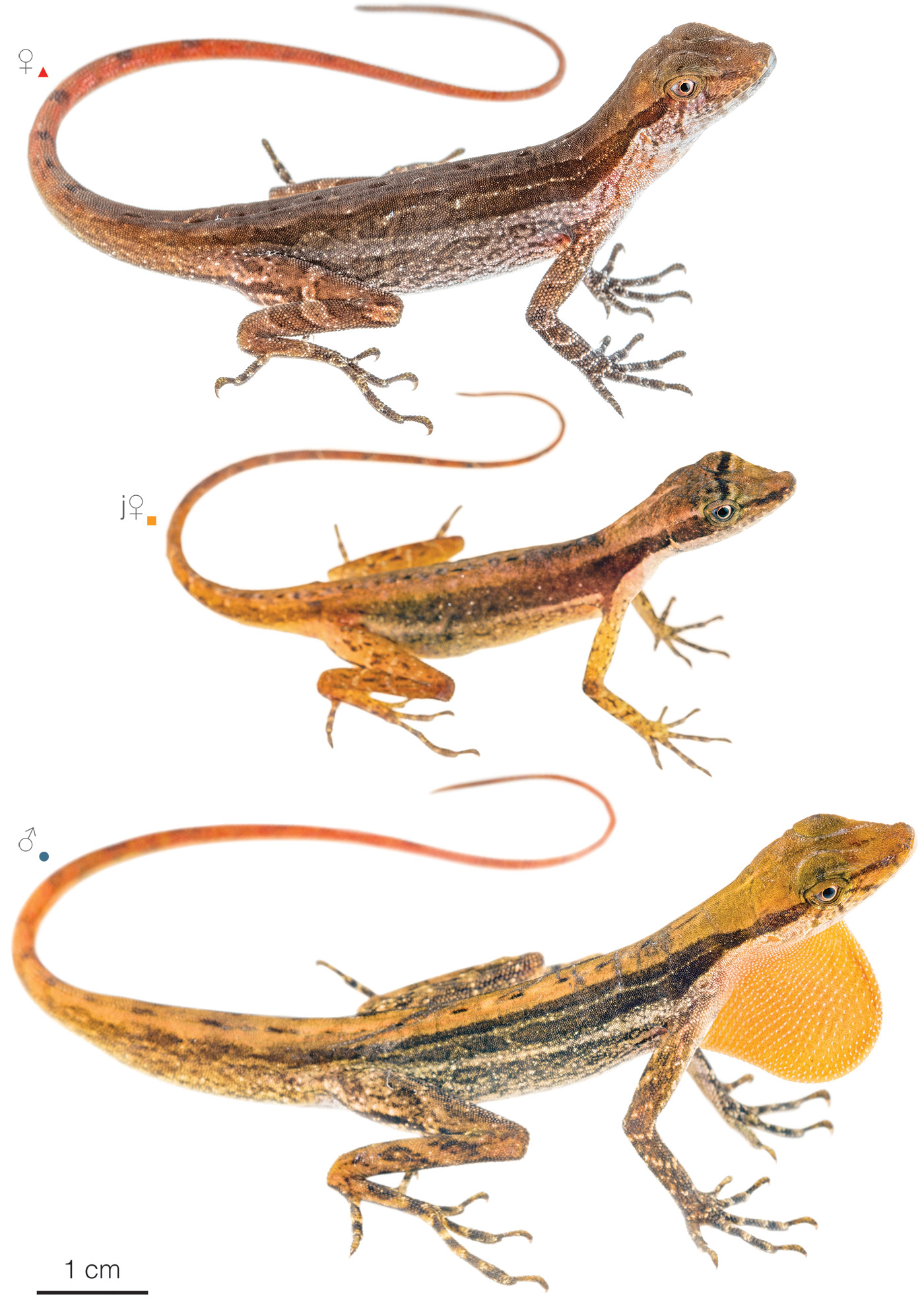 Figure showing variation among individuals of Anolis lynchi