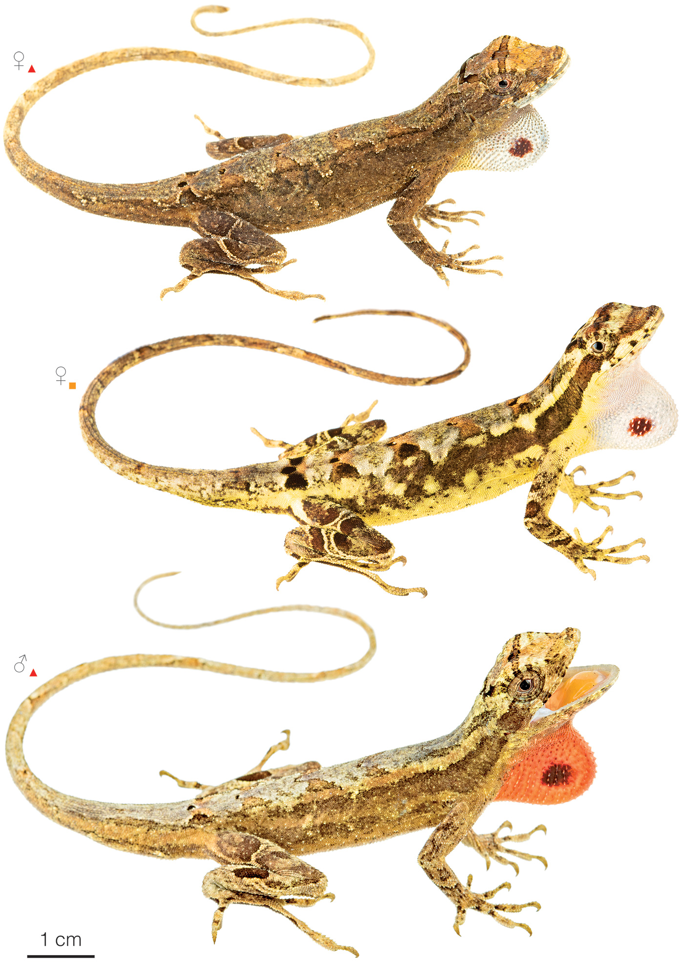 Figure showing variation among individuals of Anolis lyra