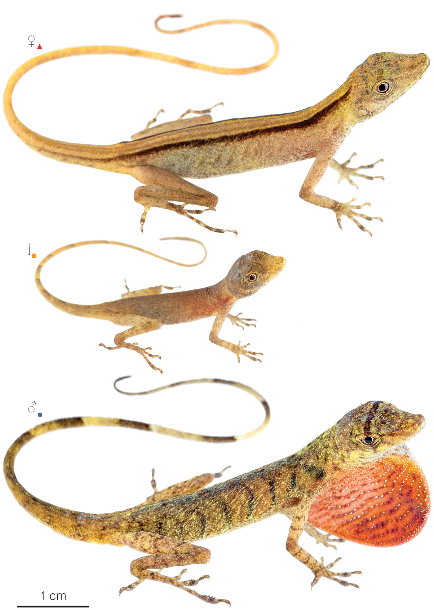 Figure showing variation among individuals of Anolis maculiventris