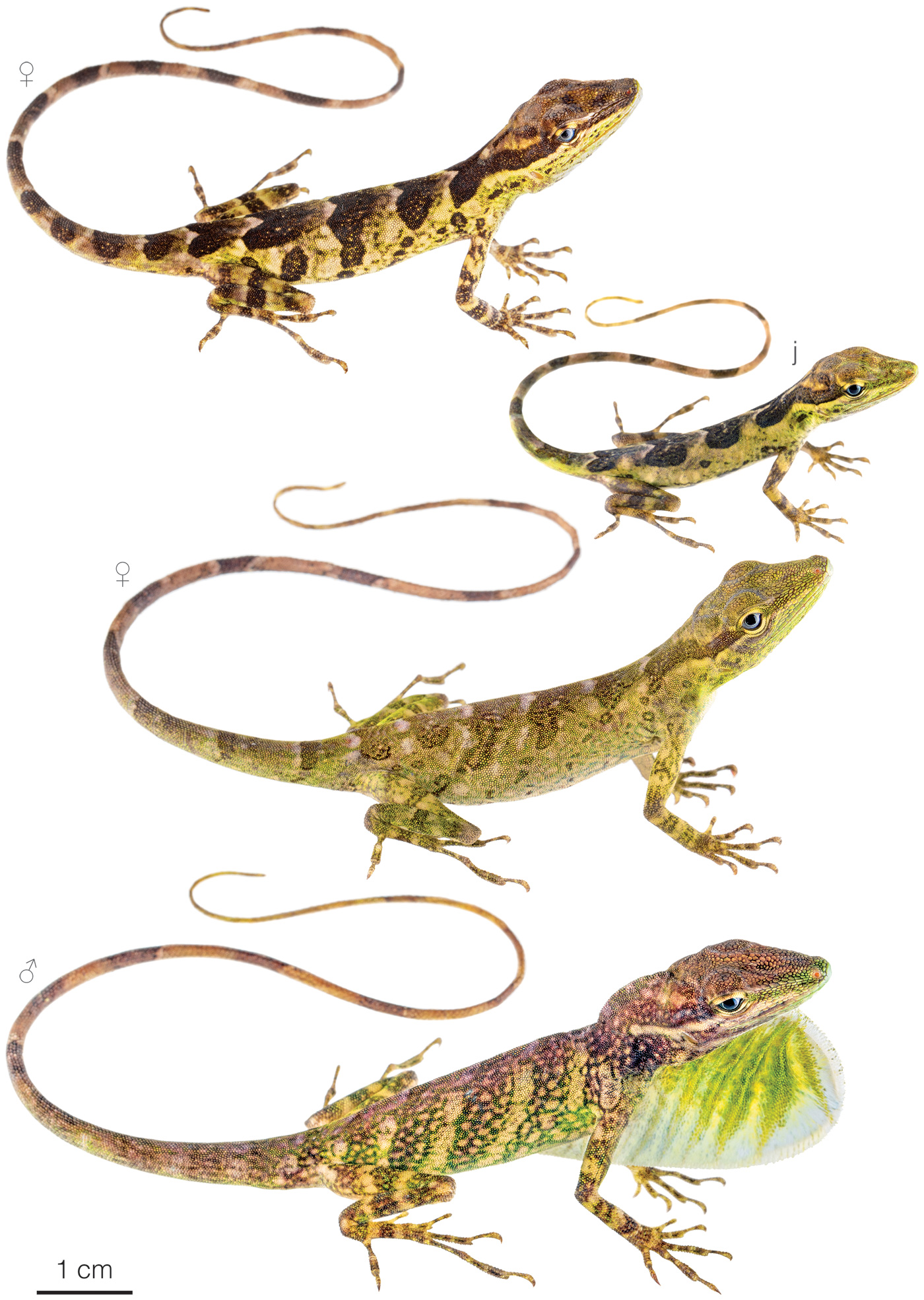 Figure showing variation among individuals of Anolis otongae