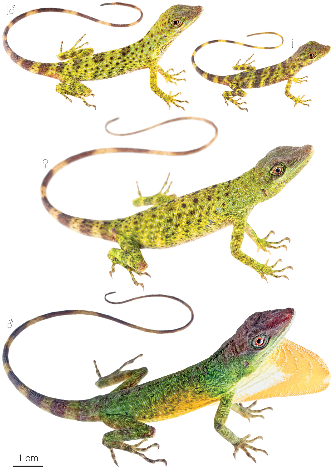 Figure showing variation among individuals of Anolis parilis