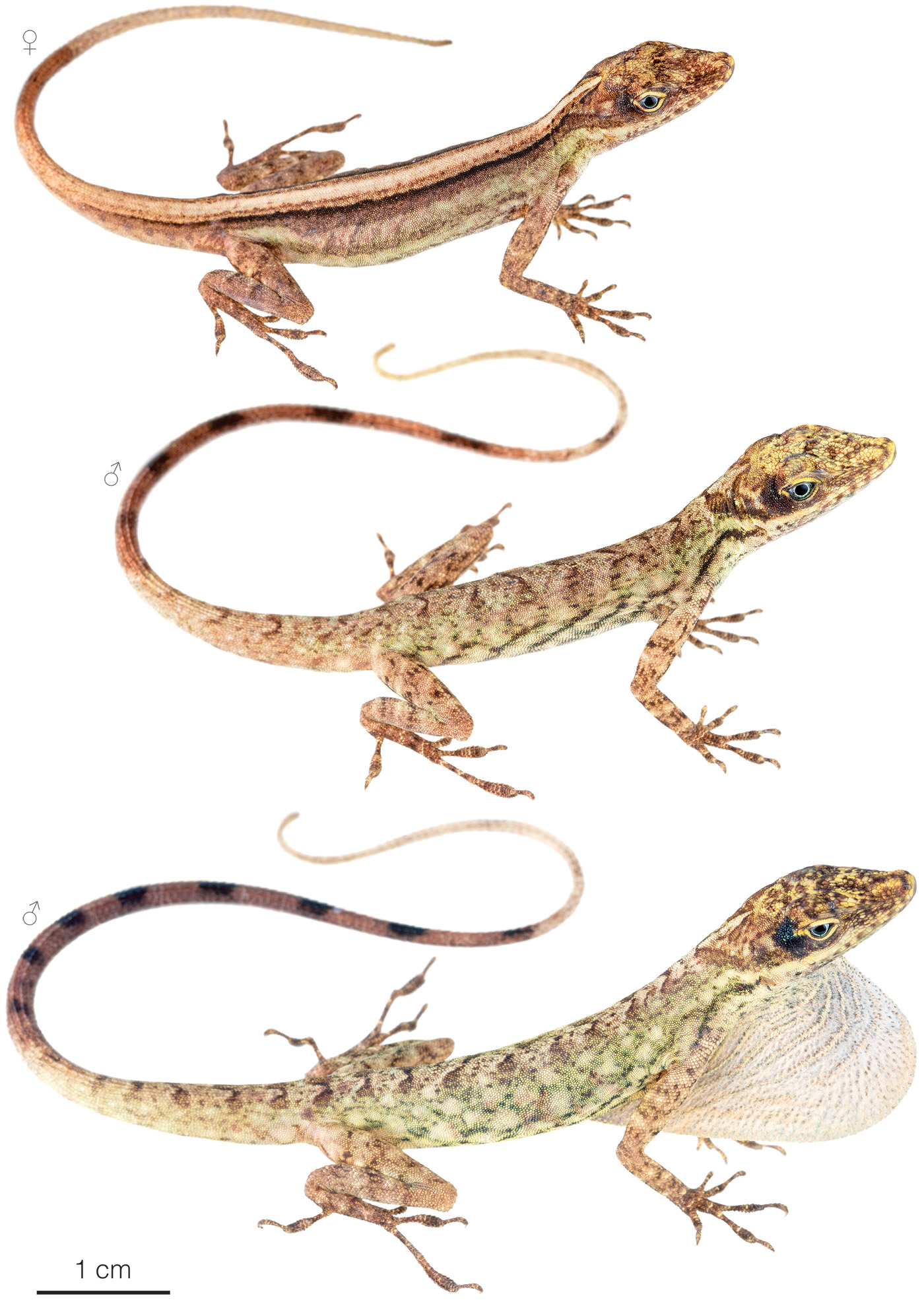 Figure showing variation among individuals of Anolis peraccae