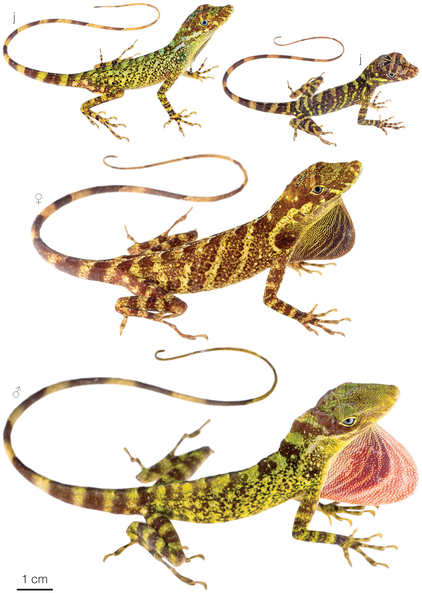 Figure showing variation among individuals of Anolis podocarpus