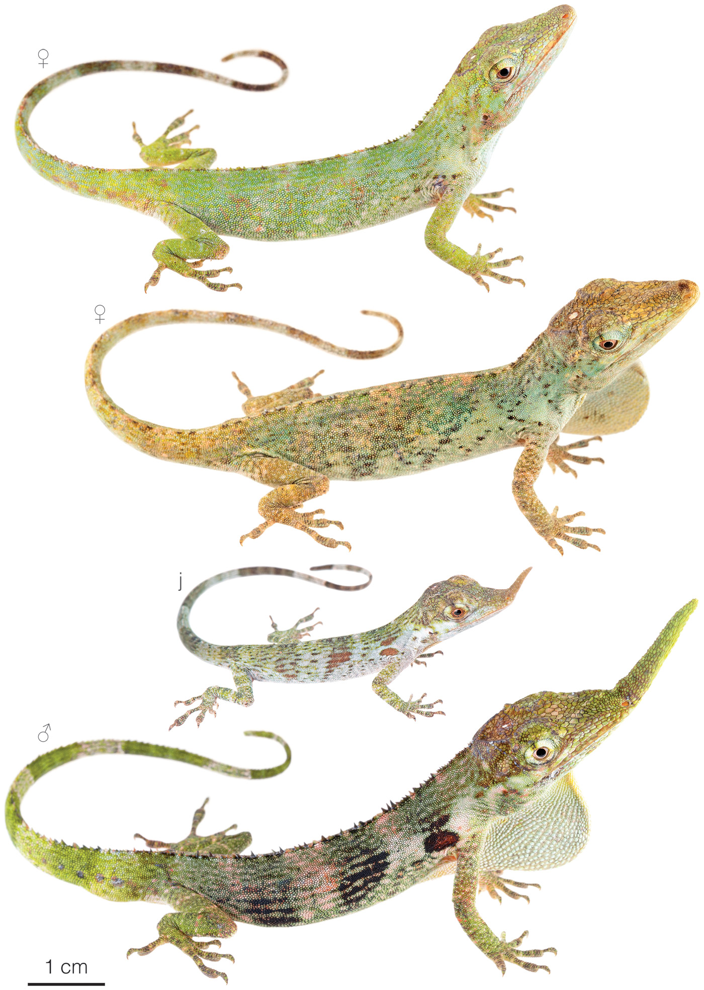 Figure showing variation among individuals of Anolis proboscis