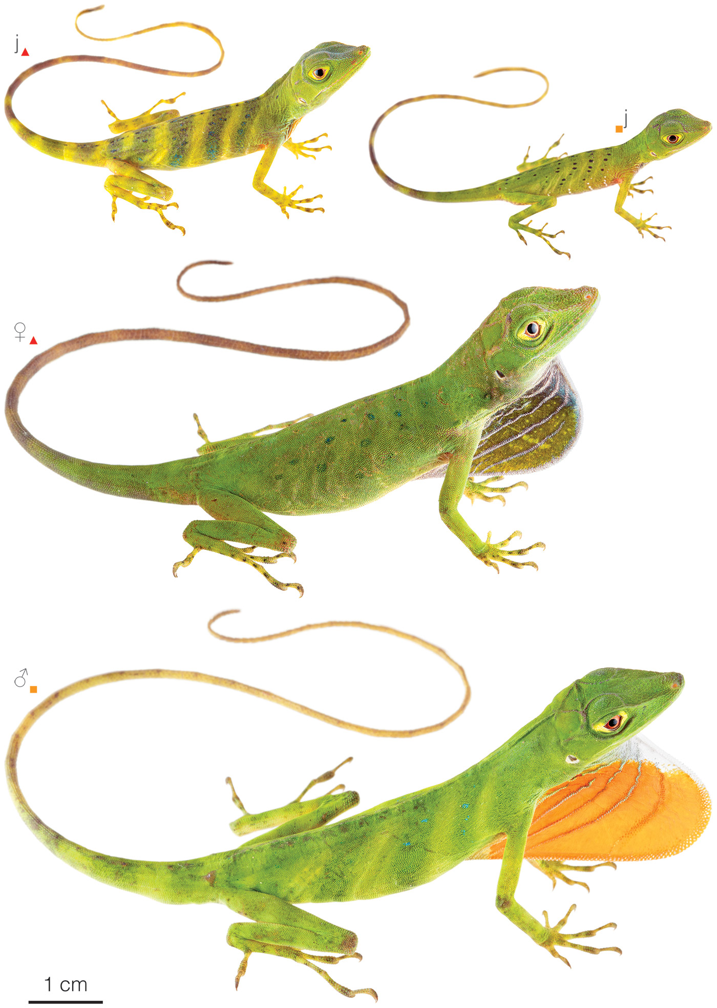 Figure showing variation among individuals of Anolis purpurescens