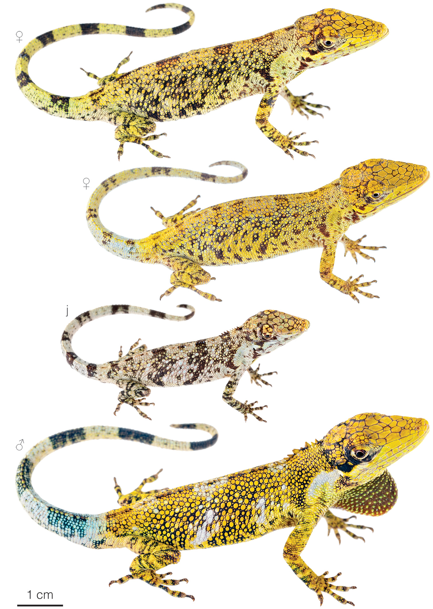 Figure showing variation among individuals of Anolis quimbaya