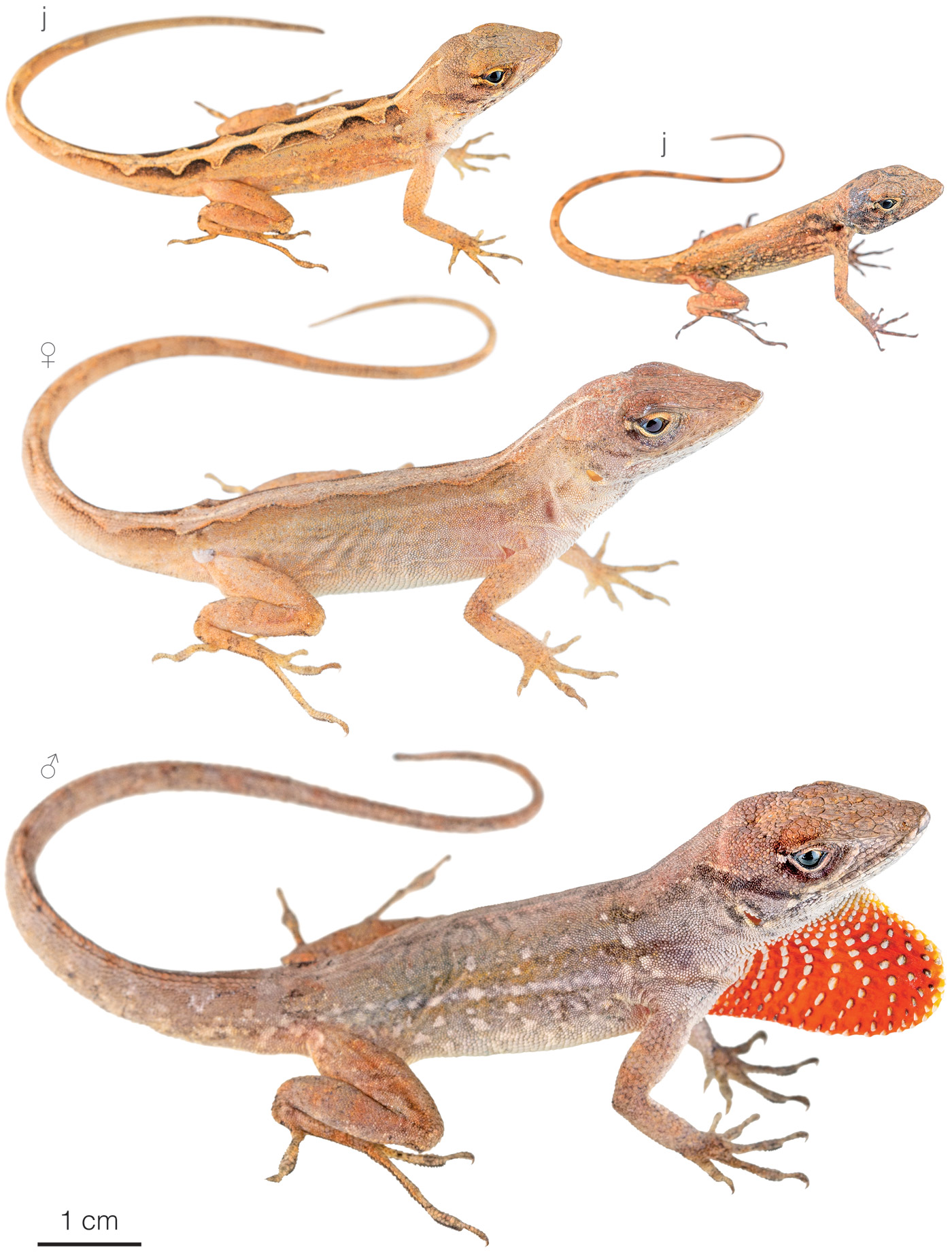 Figure showing variation among individuals of Anolis sagrei