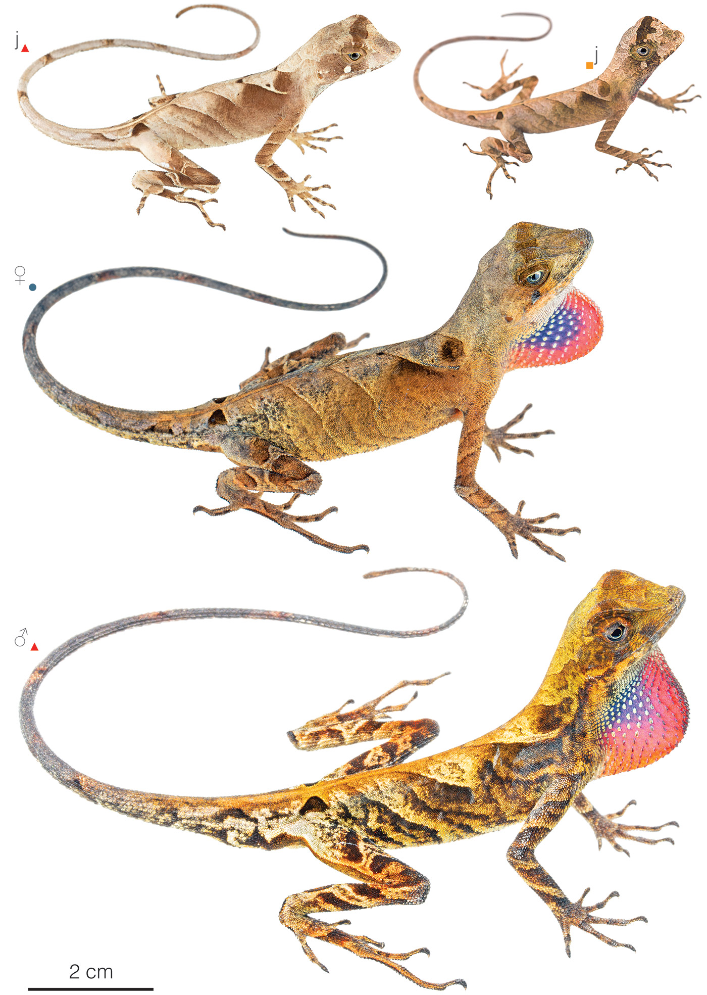 Figure showing variation among individuals of Anolis scypheus