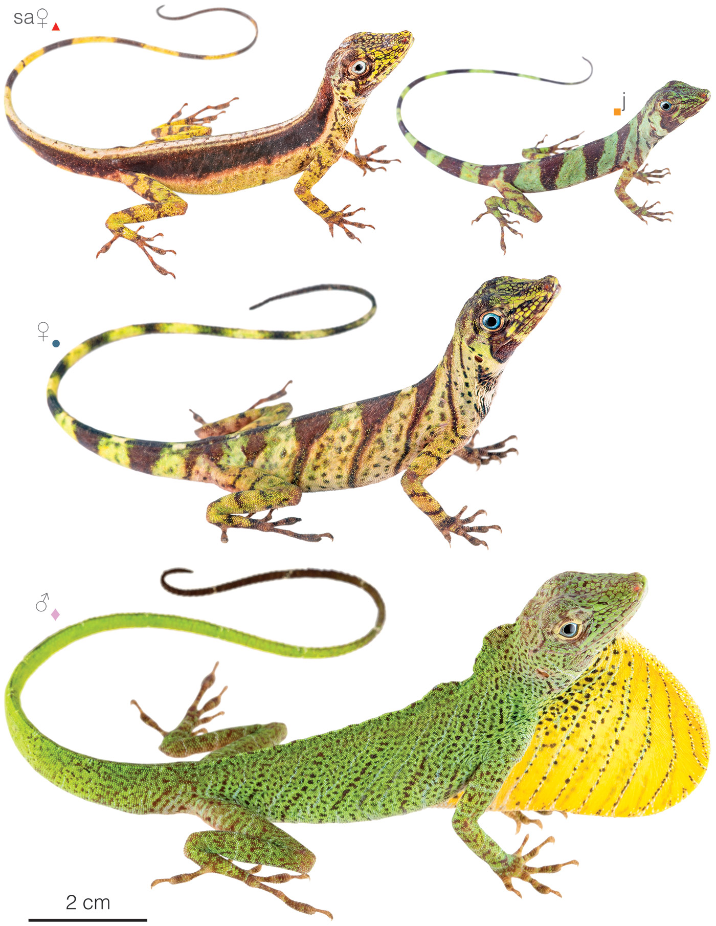 Figure showing variation among individuals of Anolis transversalis