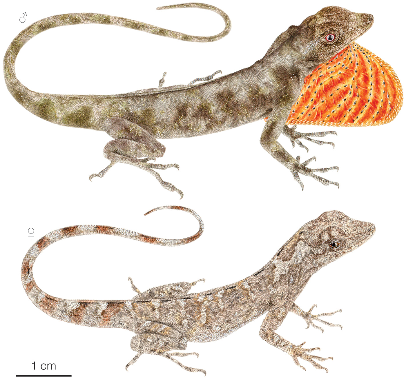 Figure showing variation among individuals of Anolis triumphalis
