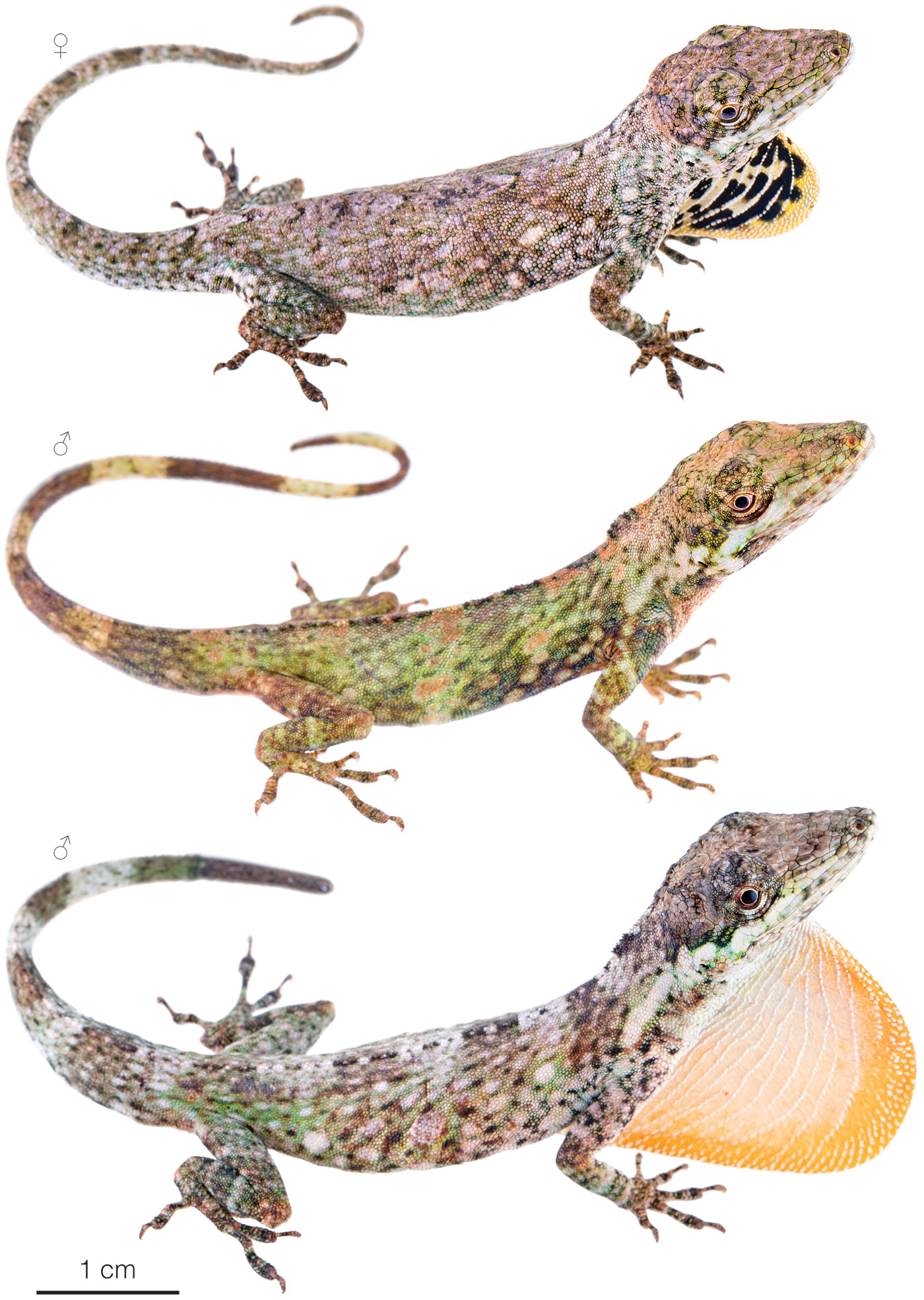 Figure showing variation among individuals of Anolis williamsmittermeierorum