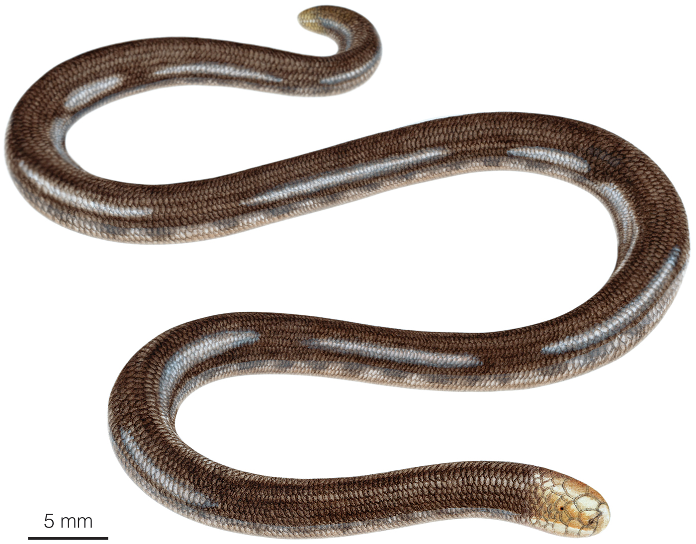 Illustration of an adult individual of Anomalepis flavapices