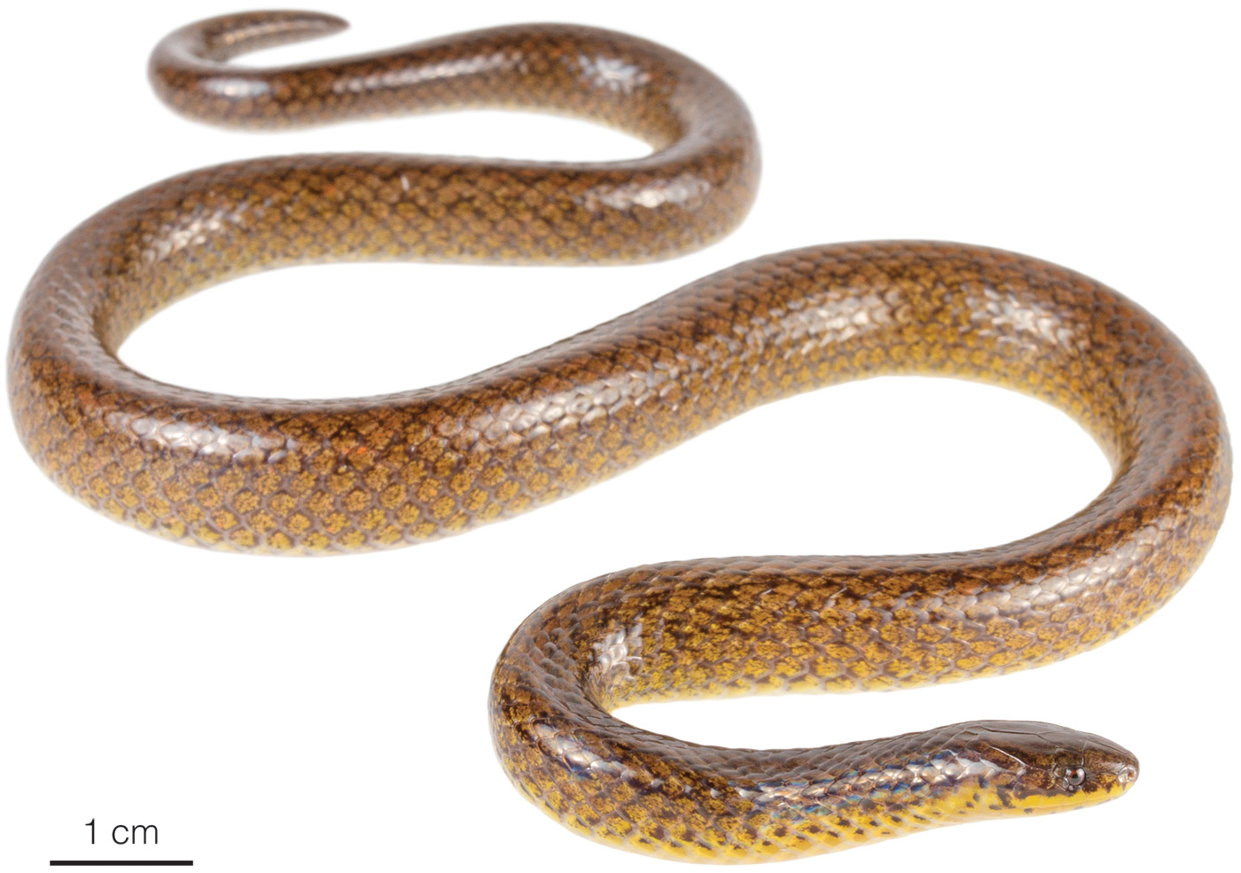 Systematic review of the polychromatic ground snakes Atractus