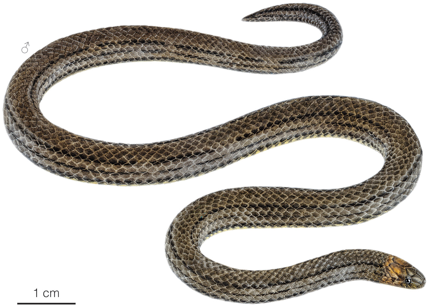 Ilustration of an adult male of Atractus ecuadorensis