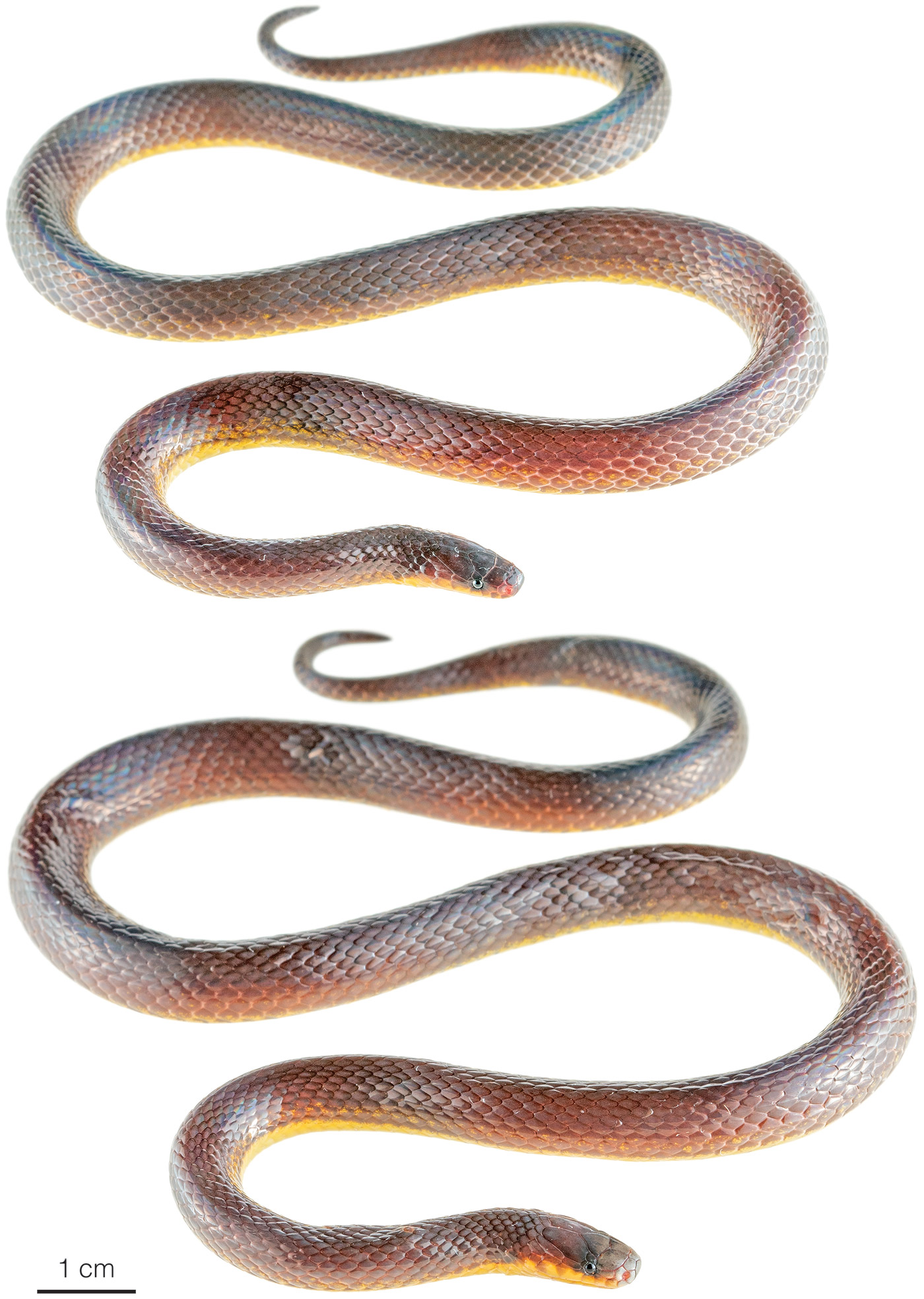 Figure showing variation among adult individuals of Atractus modestus