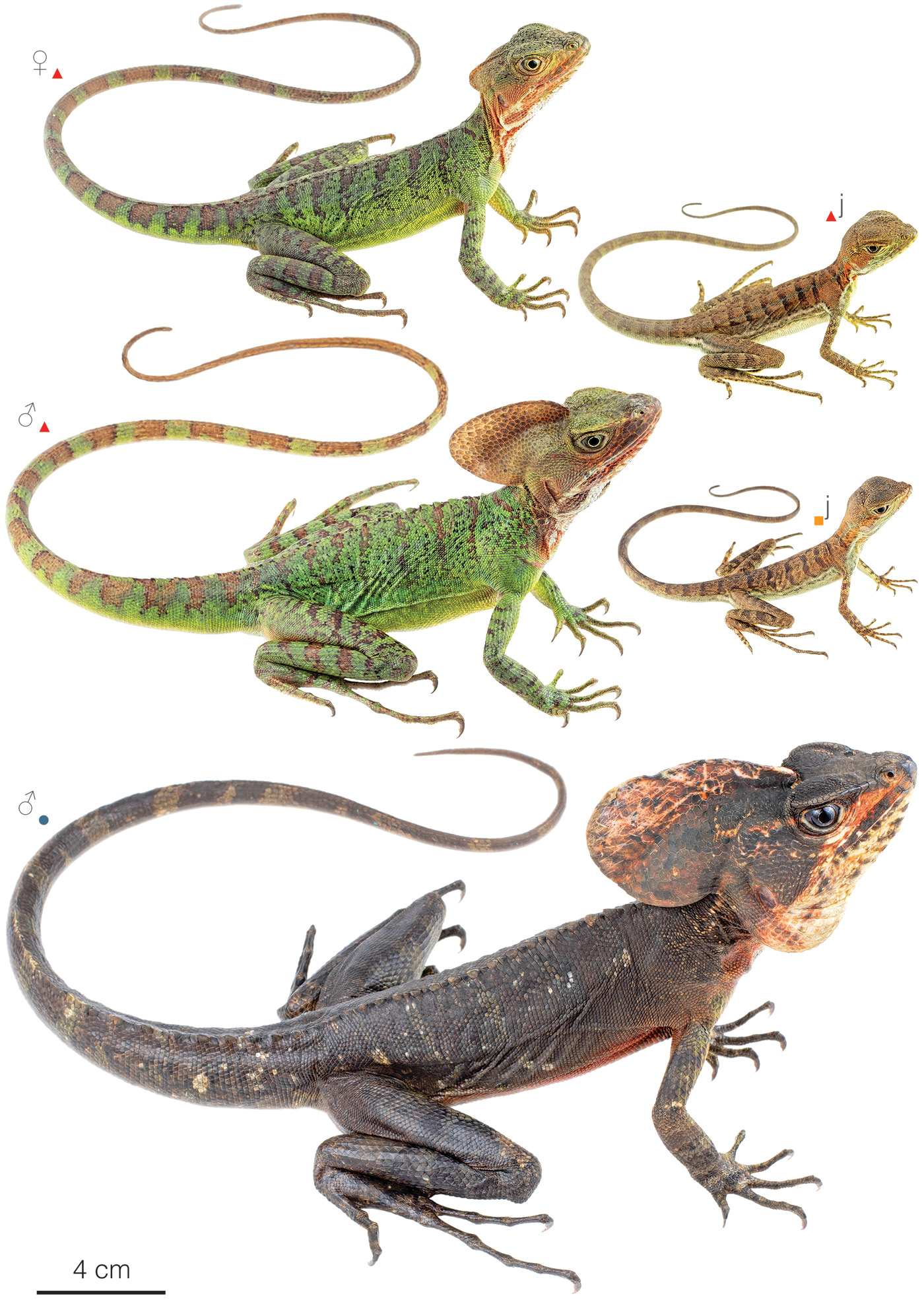 Figure showing variation among individuals of Basiliscus galeritus