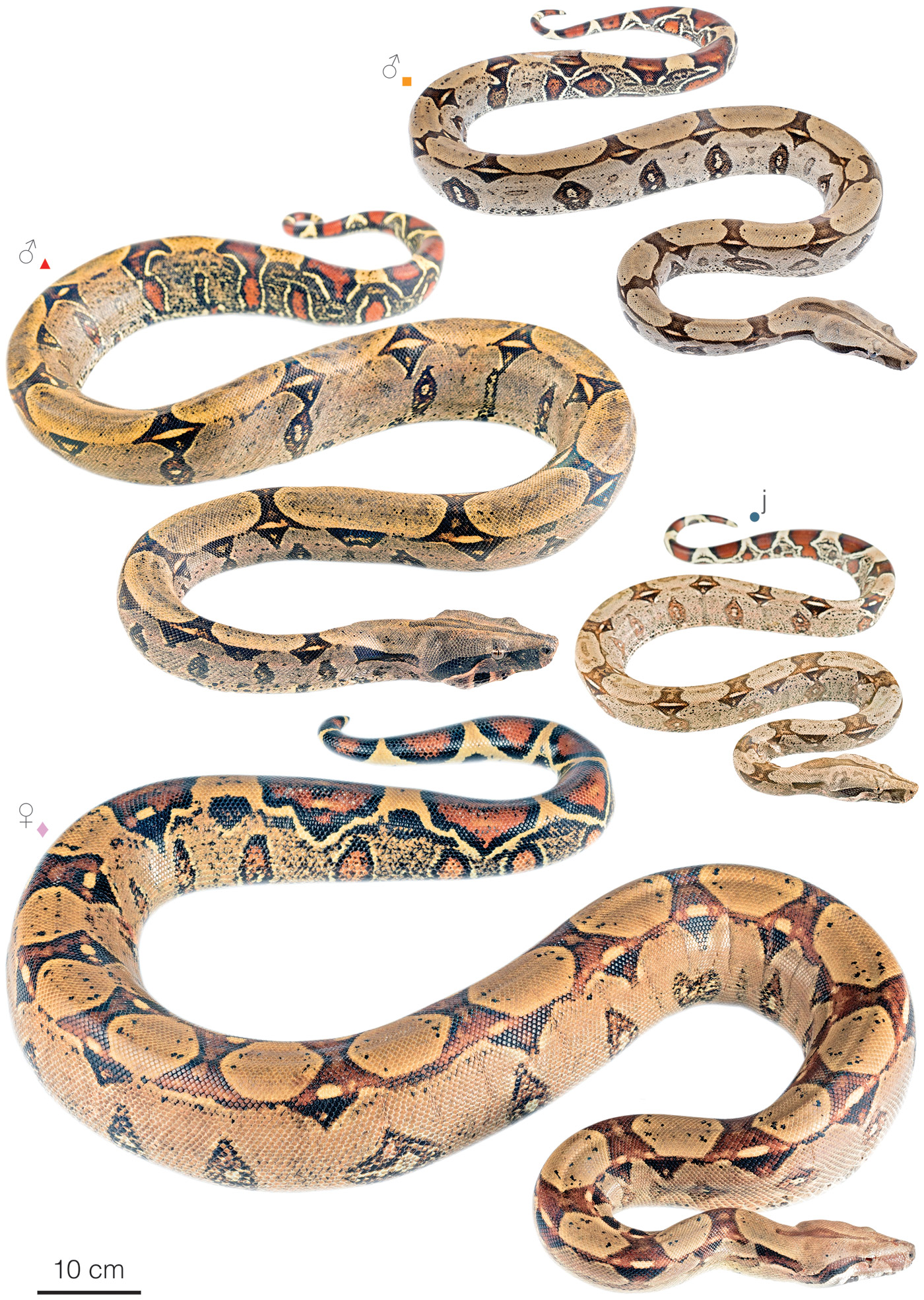 Figure showing variation among individuals of Boa constrictor