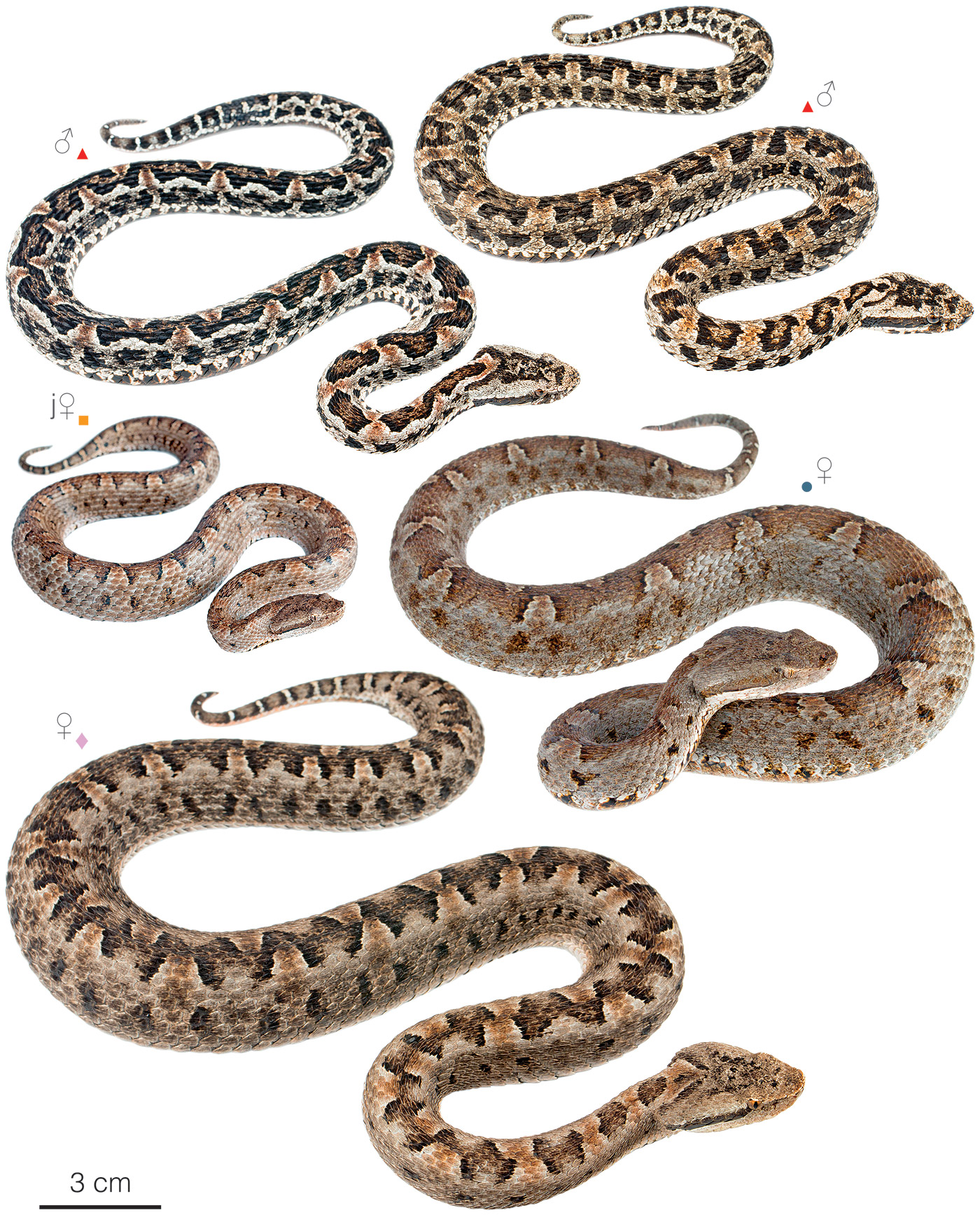 Variation among individuals of Bothrops lojanus