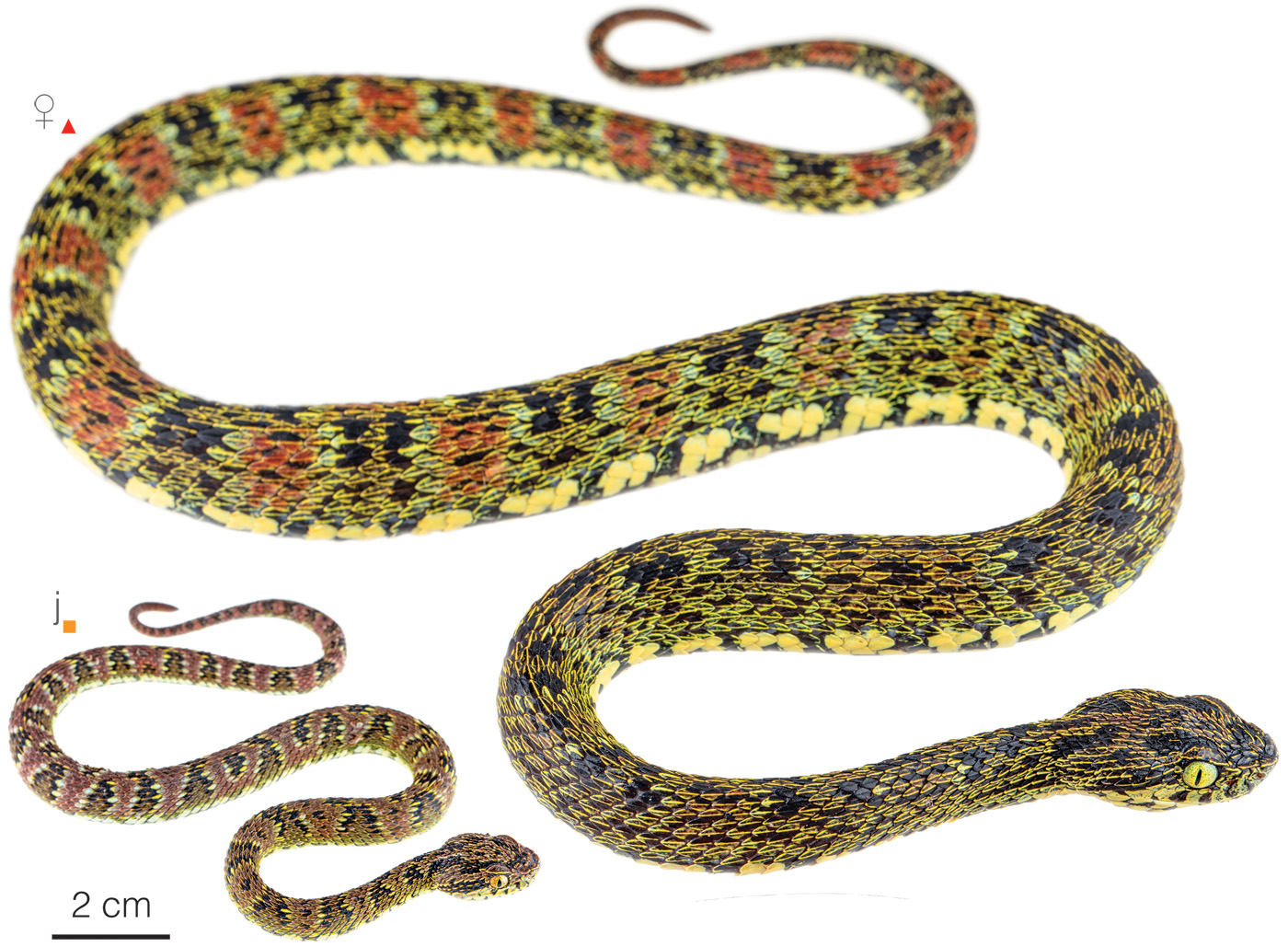 Figure showing variation among individuals of Bothrops pulcher