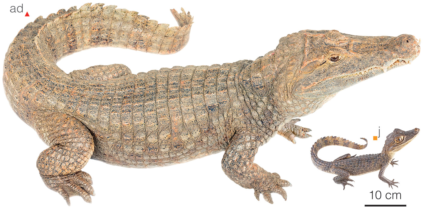 Figure showing variation between individuals of Caiman fuscus