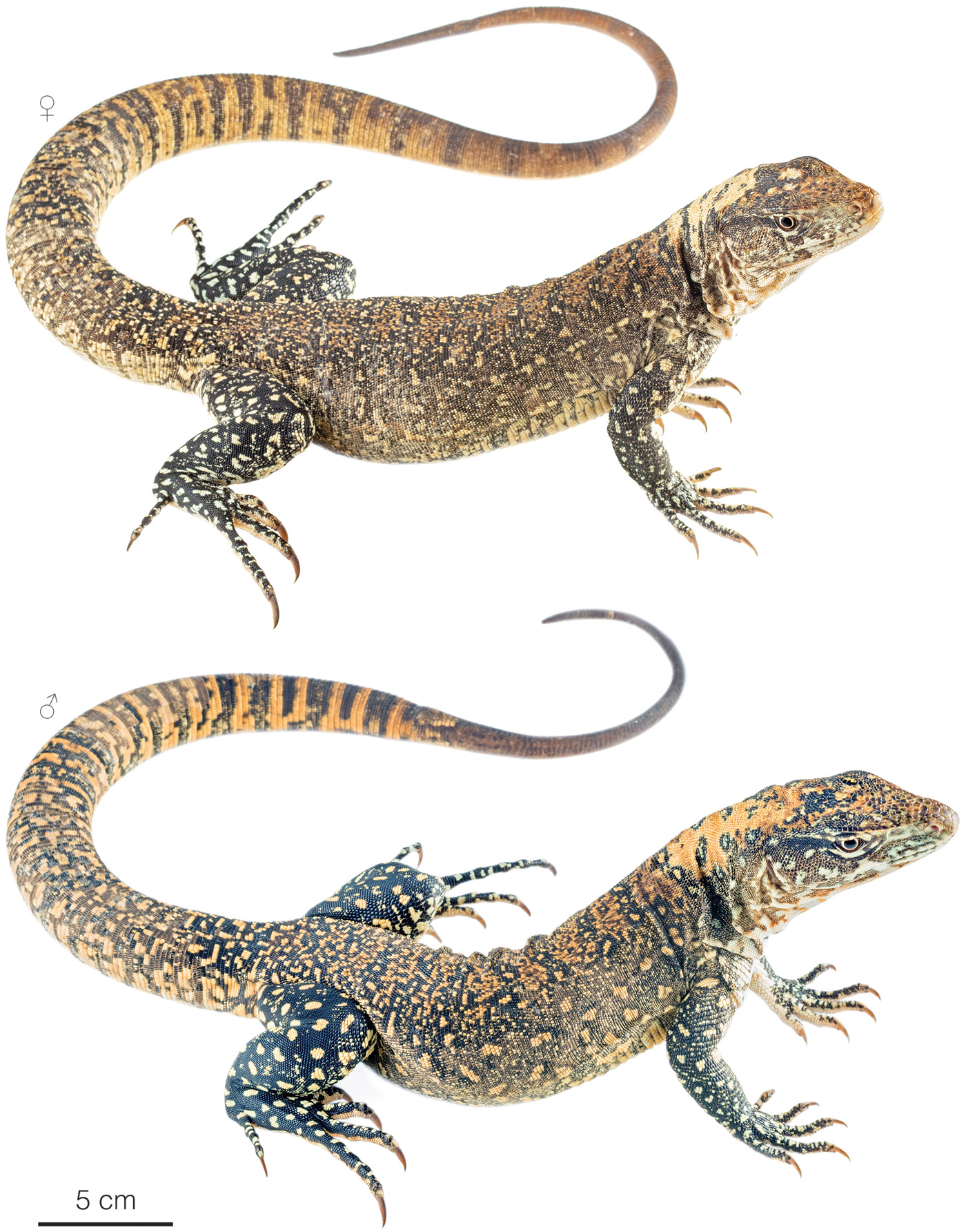 Figure showing variation among individuals of Callopistes flavipunctatus