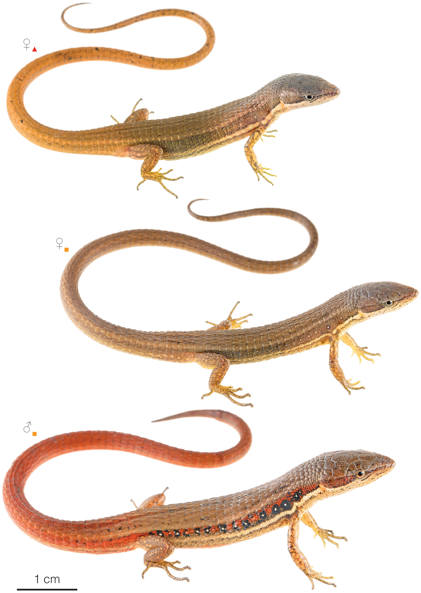 Figure showing variation among individuals of Cercosaura argulus