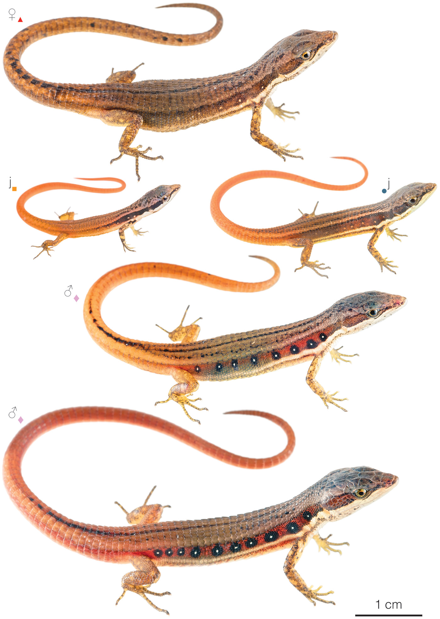 Figure showing variation among individuals of Cercosaura oshaughnessyi