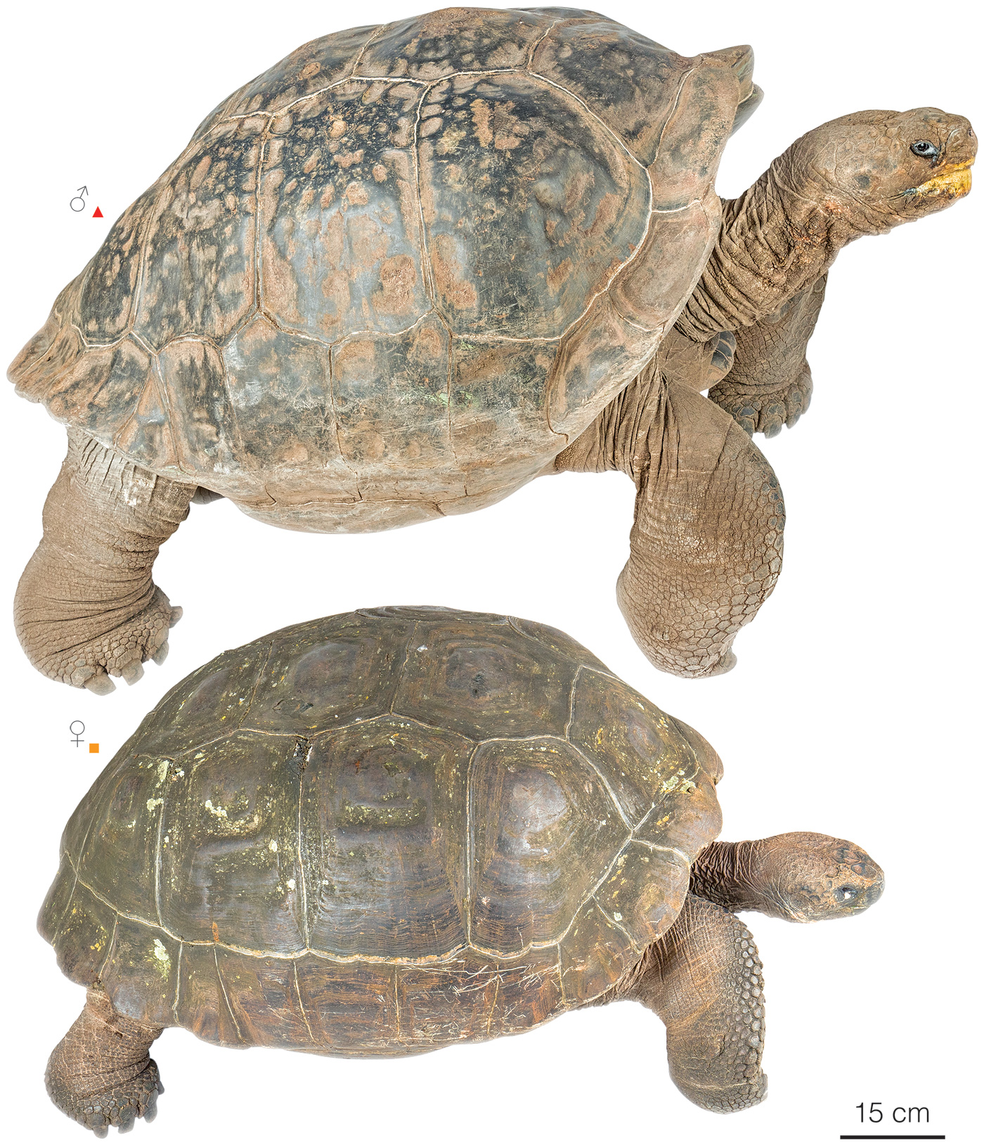 Figure showing variation among individuals of Chelonoidis vandenburghi