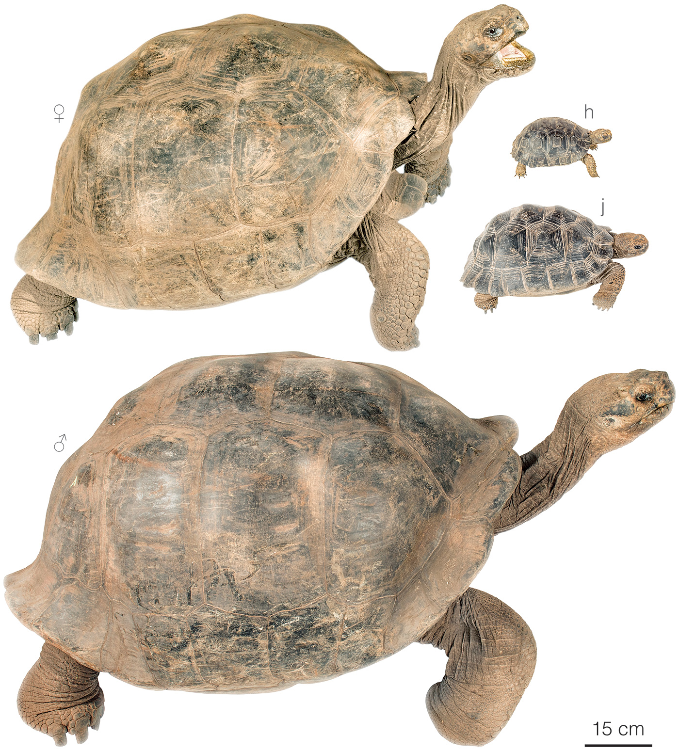 Figure showing variation among individuals of Chelonoidis vicina
